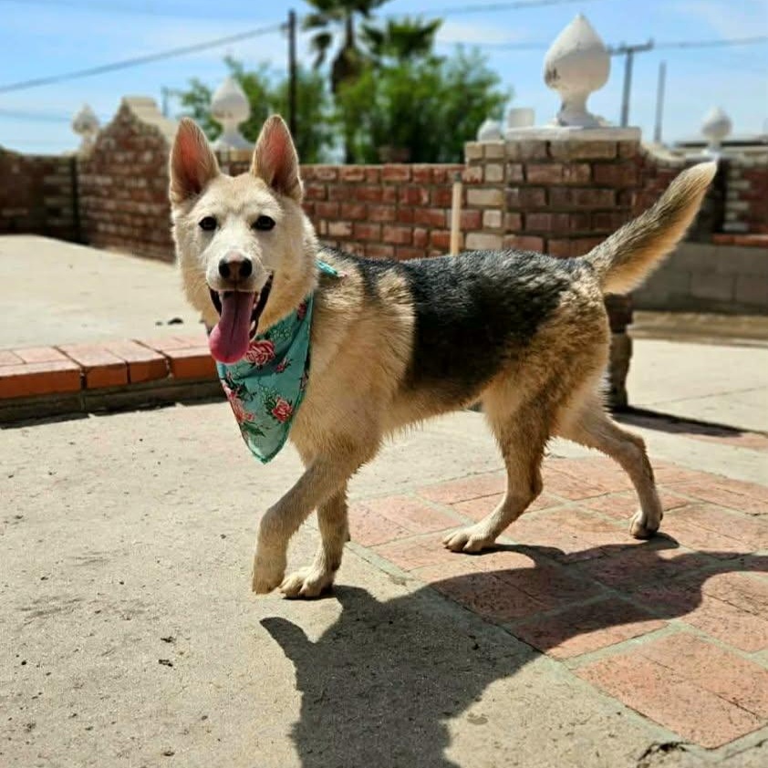 Enlarge SOL 9 months 30 pounds, a Adoptable mixed breed in san diego, CA image 4/6