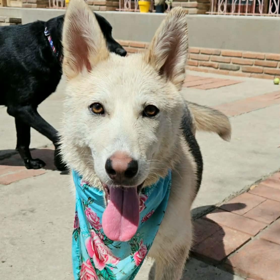 Enlarge SOL 9 months 30 pounds, a Adoptable mixed breed in san diego, CA image 5/6
