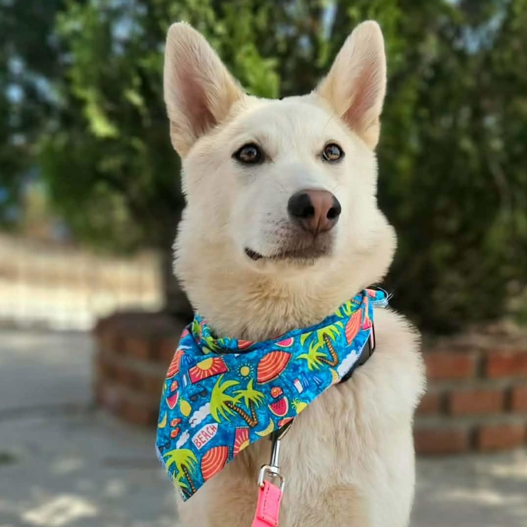 Enlarge SOL 9 months 30 pounds, a Adoptable mixed breed in san diego, CA image 2/6