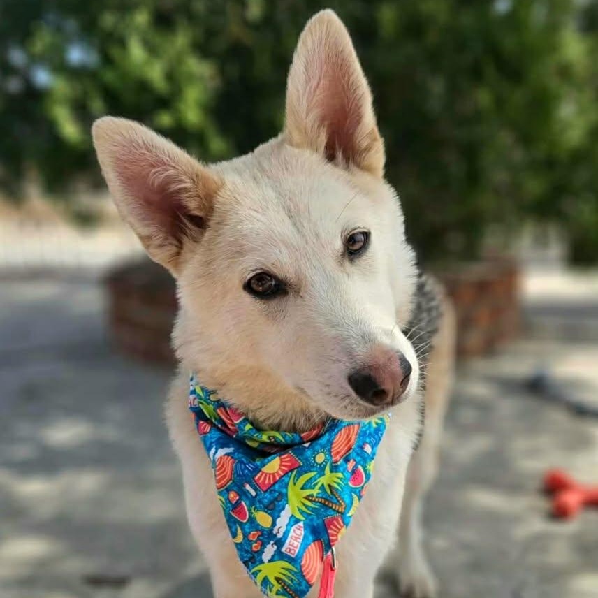 Enlarge SOL 9 months 30 pounds, a Adoptable mixed breed in san diego, CA image 1/6