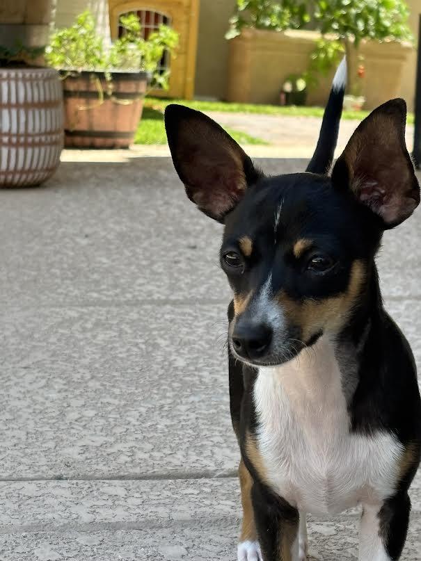 Pepino, Baby Male Chihuahua