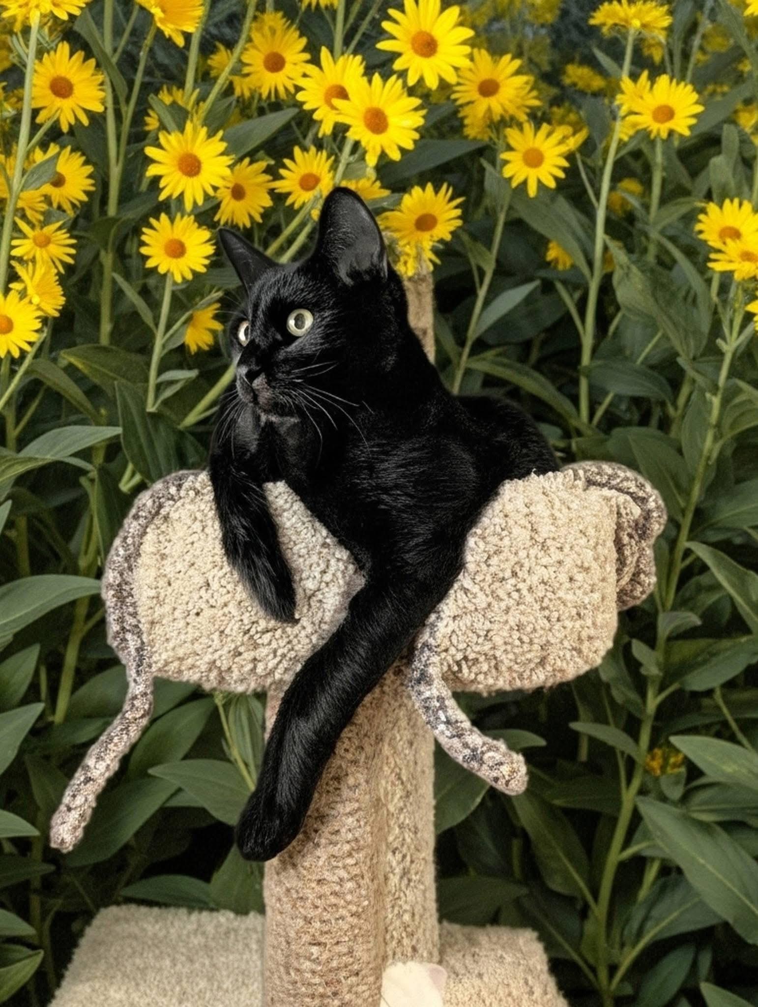 Enlarge Randy, a Adoptable Domestic Short Hair in Oakley, CA image 1/3