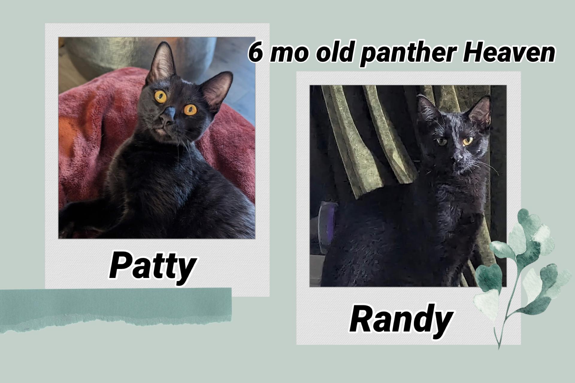 Patti & Randy, Adoptable, Young Female Domestic Short Hair.