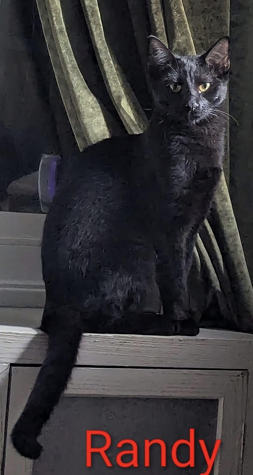 Enlarge Patti & Randy, a Adoptable Domestic Short Hair in Oakley, CA image 3/3