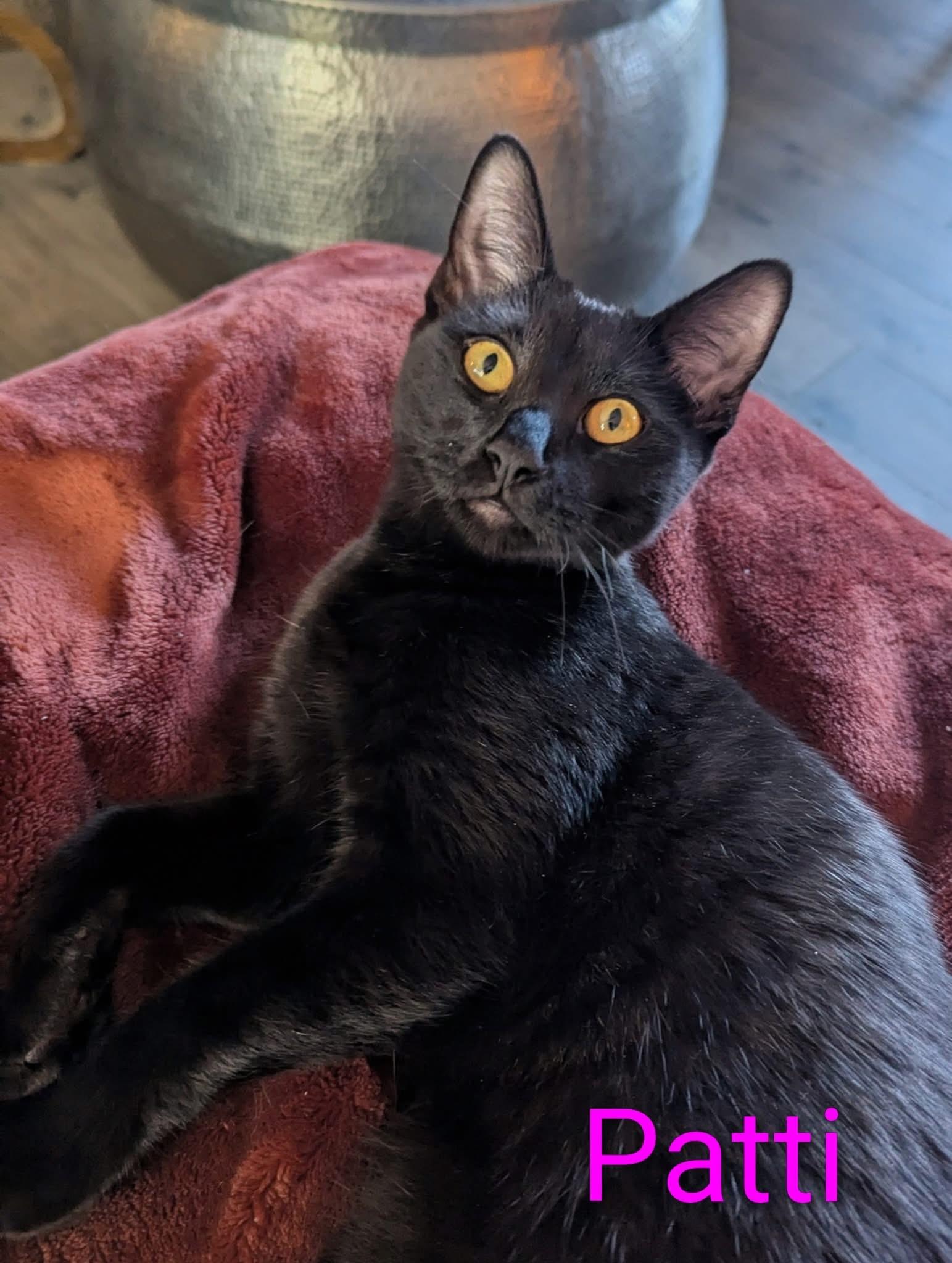 Enlarge Patti & Randy, a Adoptable Domestic Short Hair in Oakley, CA image 2/3