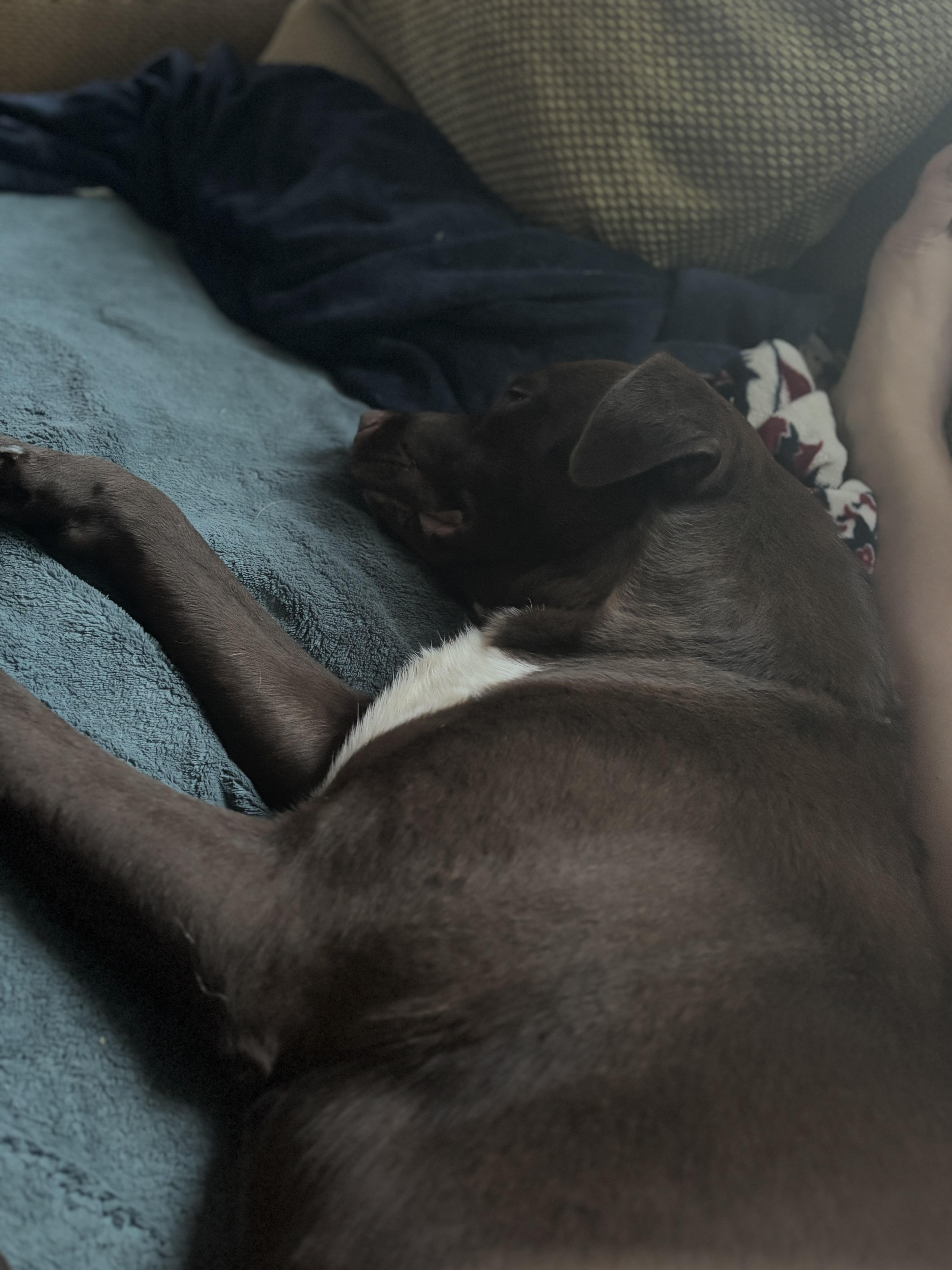 Gwynn!, Adopted, Adult Female Chocolate Labrador Retriever.