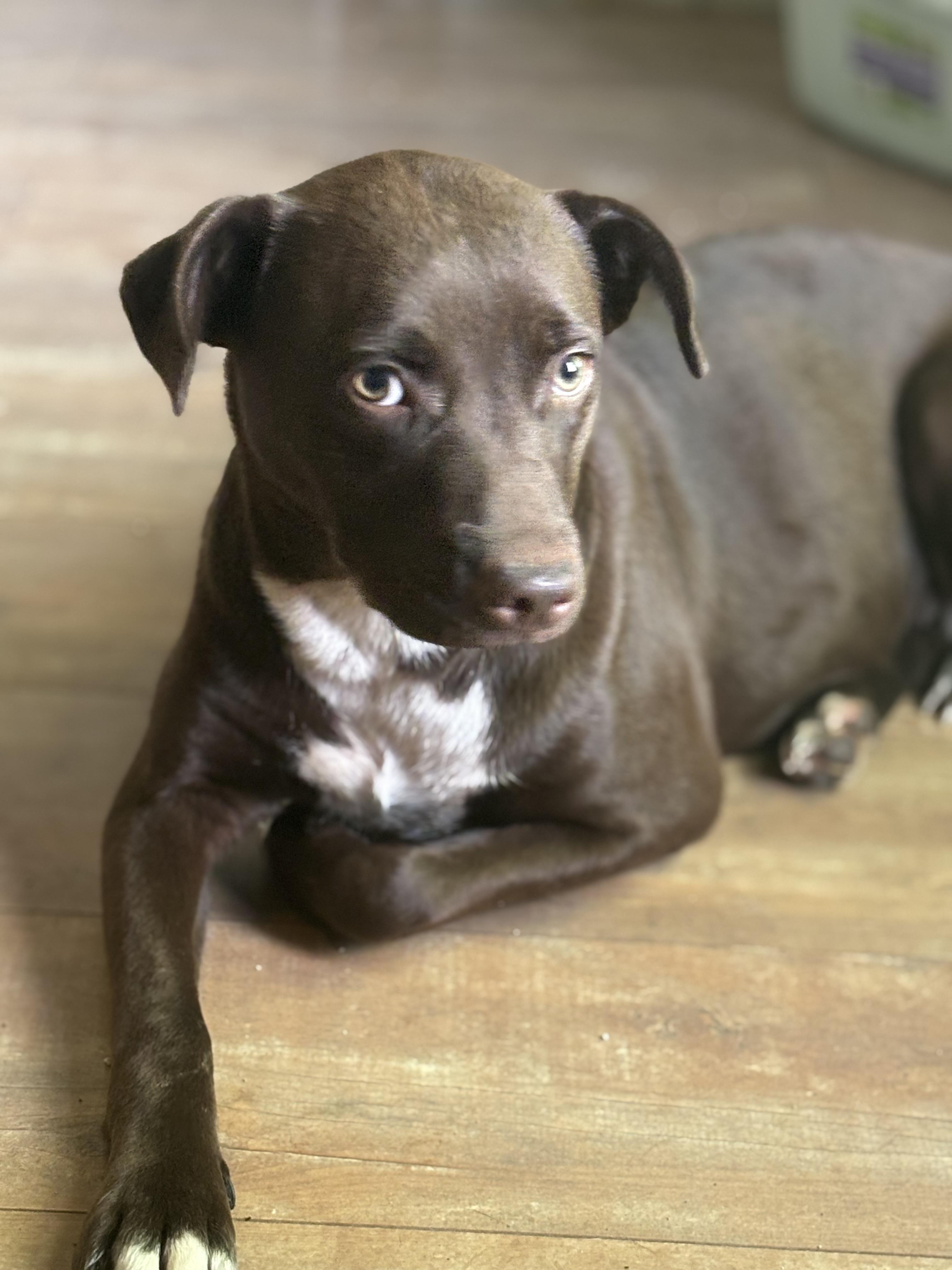 Enlarge Gwynn!, a Adopted mixed breed in Walker, IA image 2/5