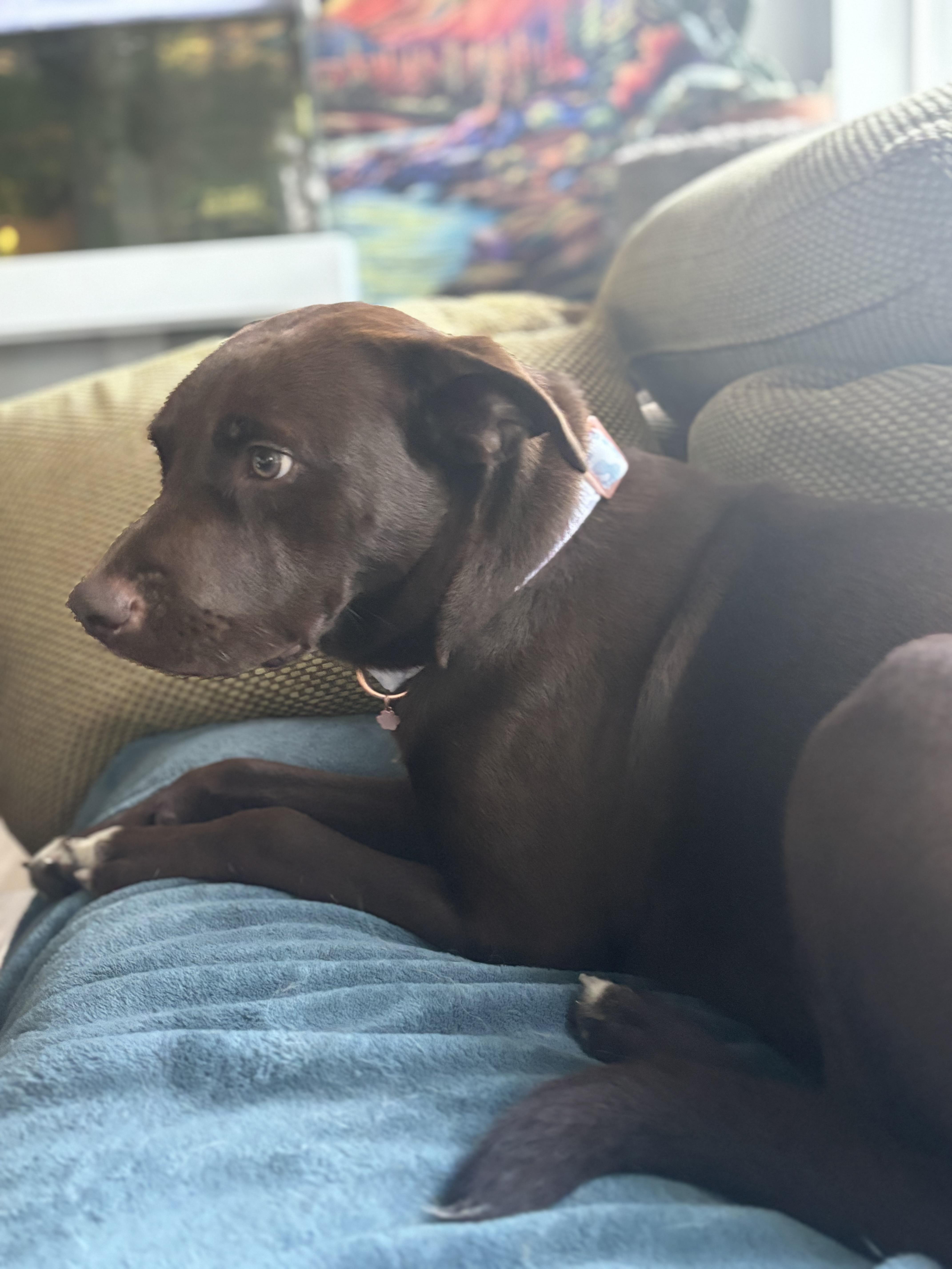 Enlarge Gwynn!, a Adopted mixed breed in Walker, IA image 3/5