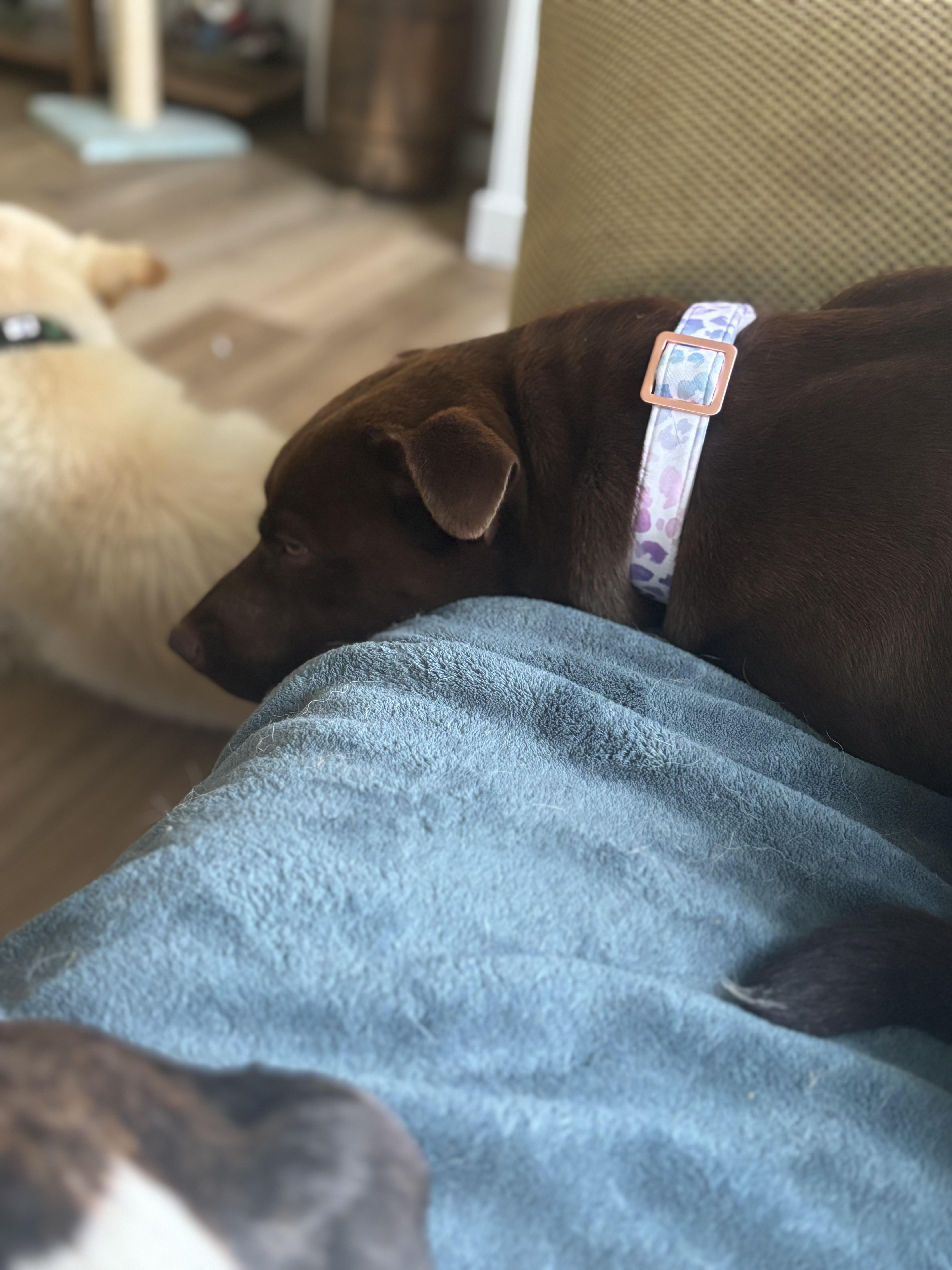 Enlarge Gwynn!, a Adopted mixed breed in Walker, IA image 4/5