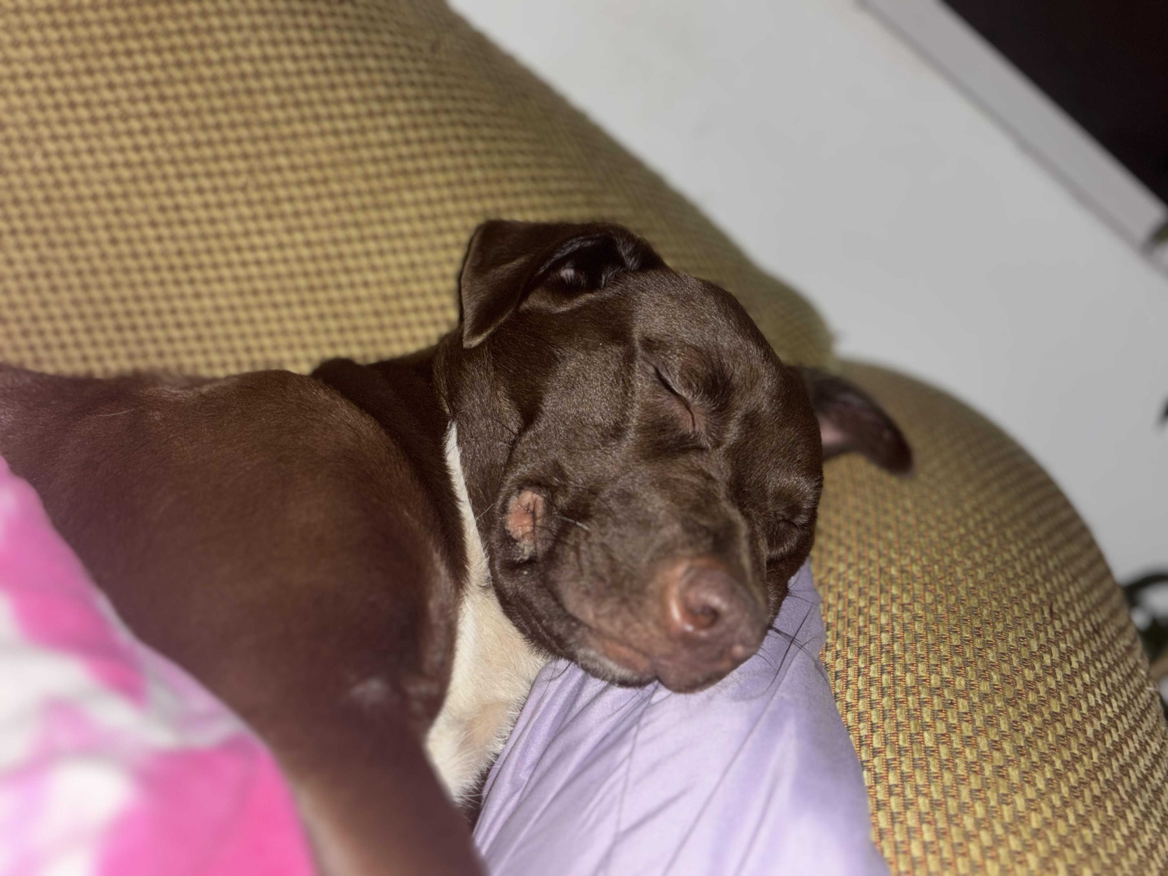 Enlarge Gwynn!, a Adopted mixed breed in Walker, IA image 5/5