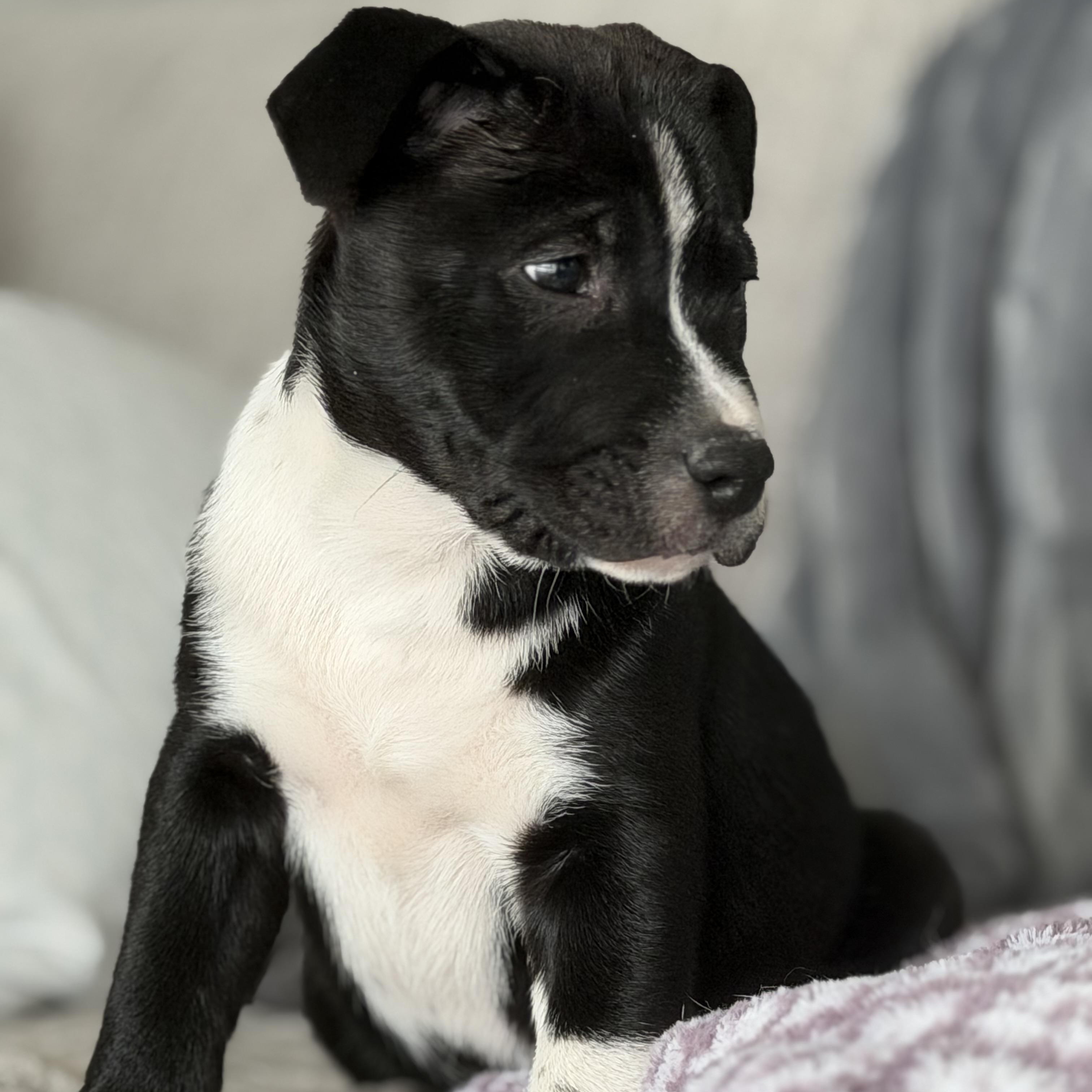 Enlarge Boone, a ADOPTABLE Mixed Breed in Calabash, NC image 2/5