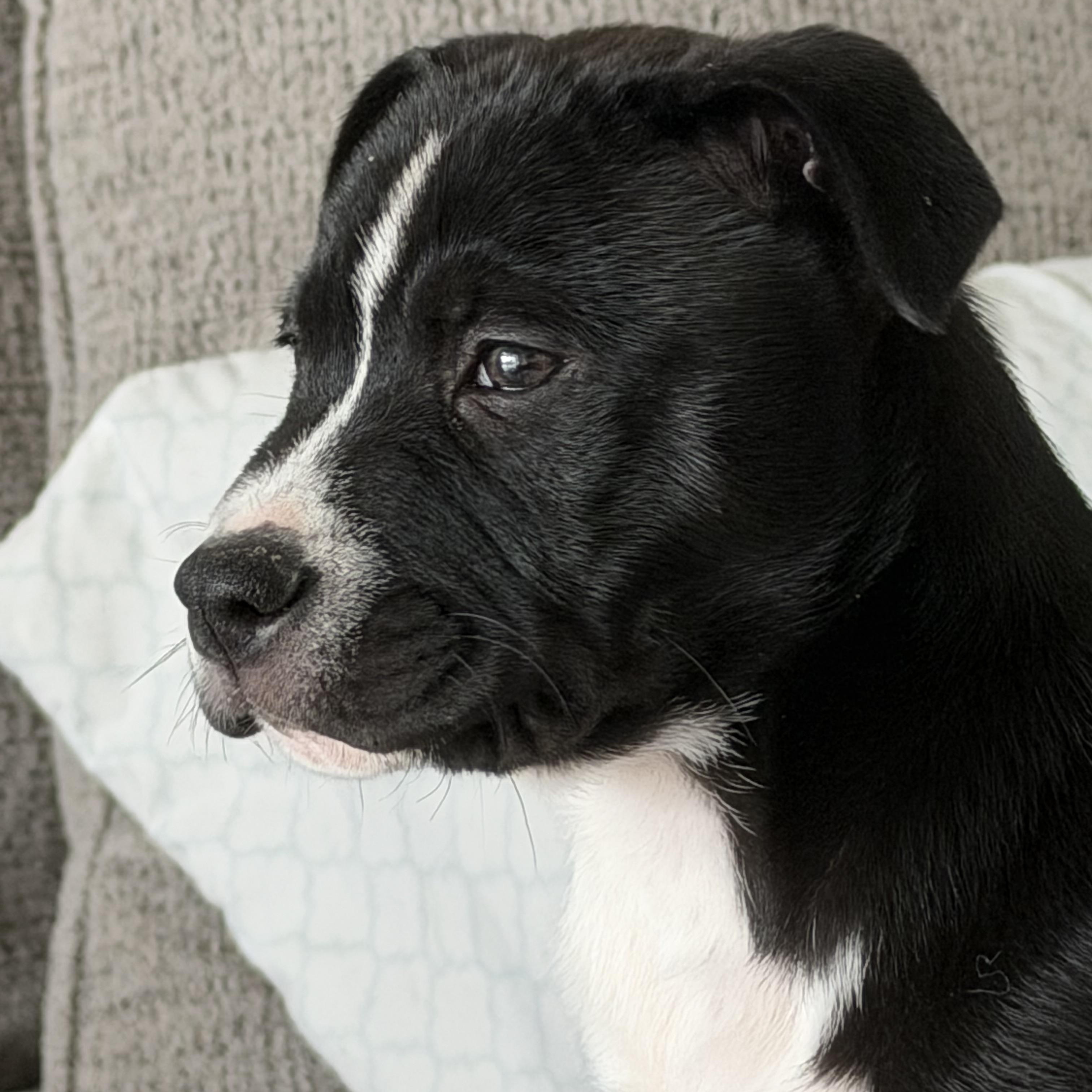 Enlarge Boone, a ADOPTABLE Mixed Breed in Calabash, NC image 5/5