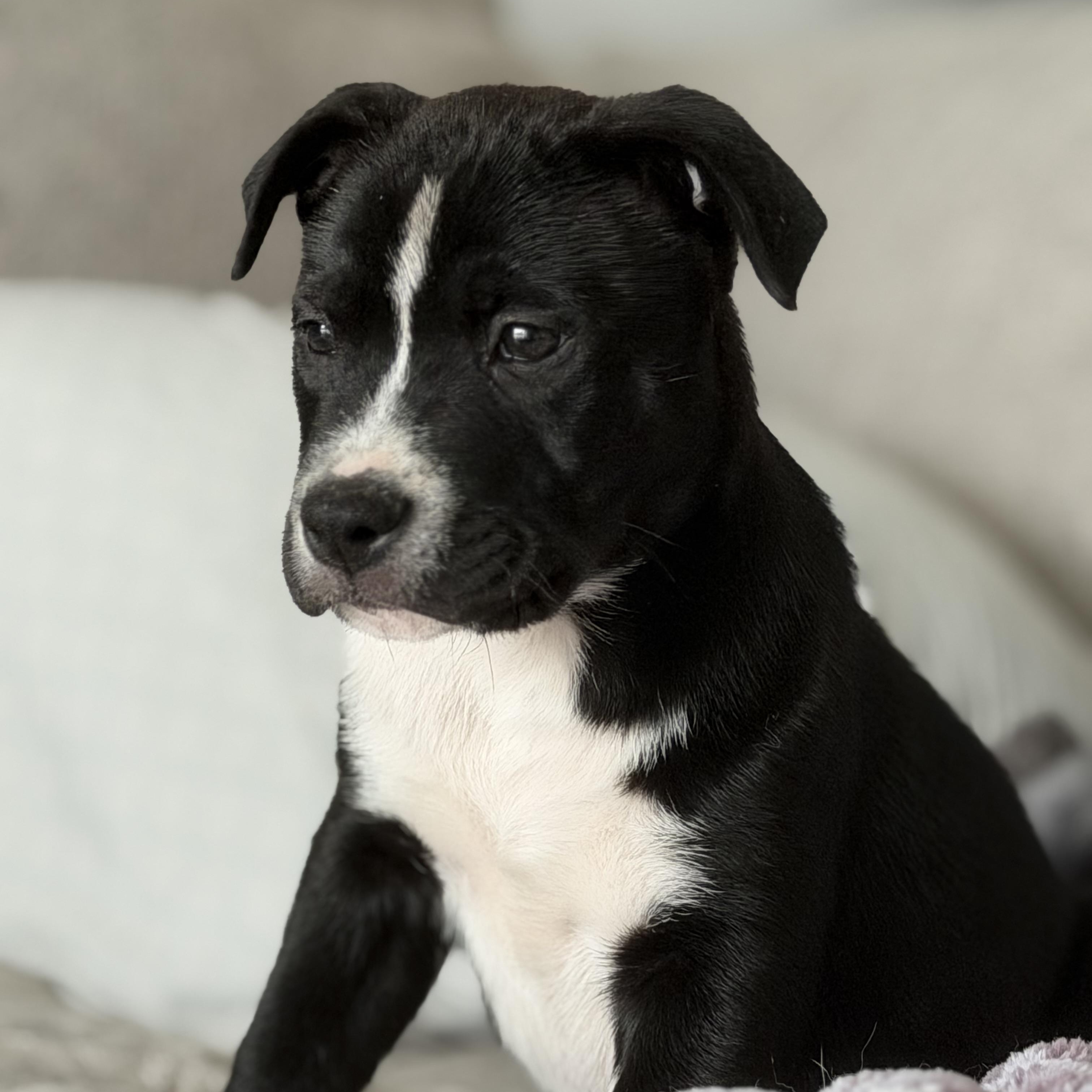 Enlarge Boone, a ADOPTABLE Mixed Breed in Calabash, NC image 4/5