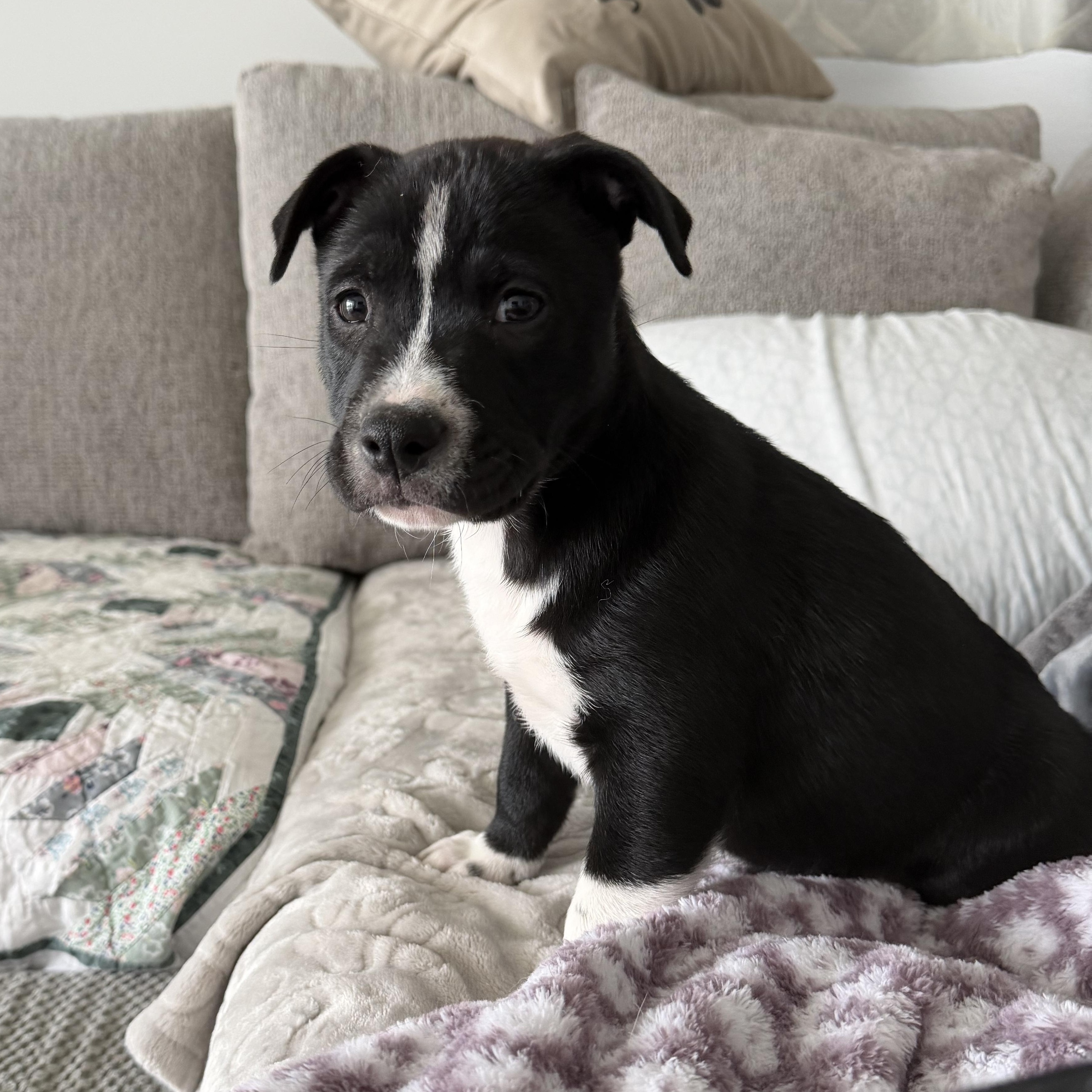Enlarge Boone, a ADOPTABLE Mixed Breed in Calabash, NC image 3/5