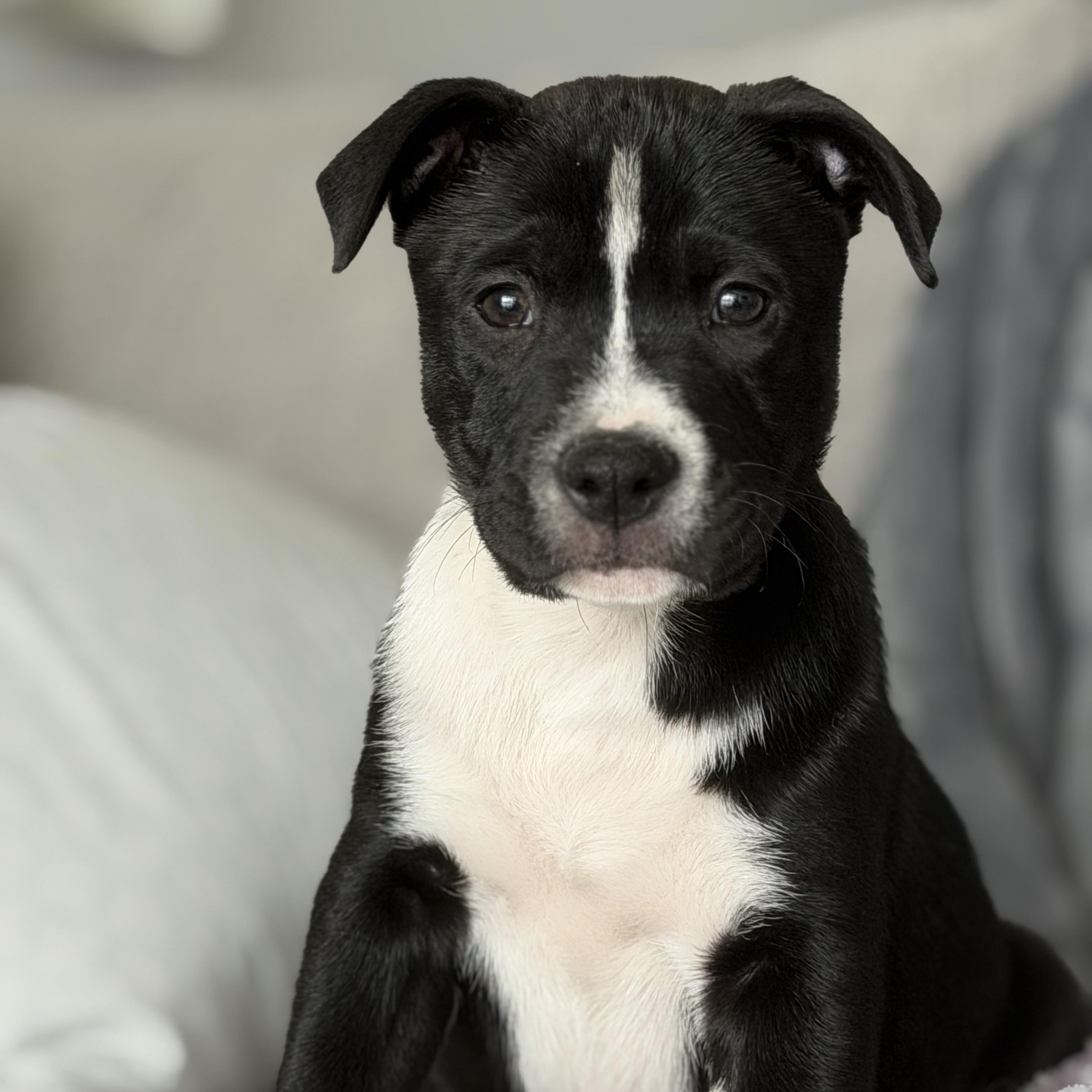 Enlarge Boone, a ADOPTABLE Mixed Breed in Calabash, NC image 1/5