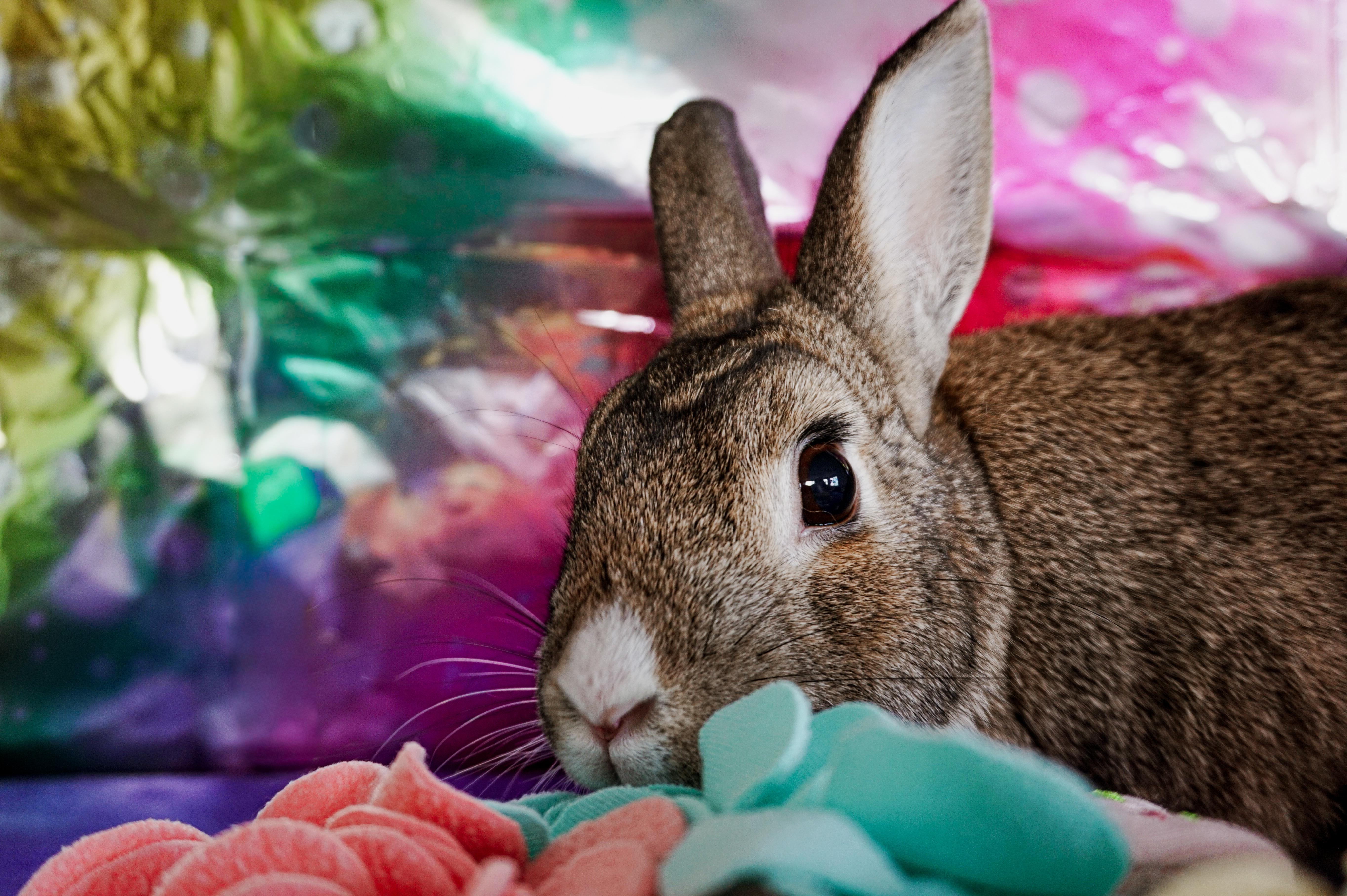 Woody, ADOPTABLE, Young Male Bunny Rabbit.