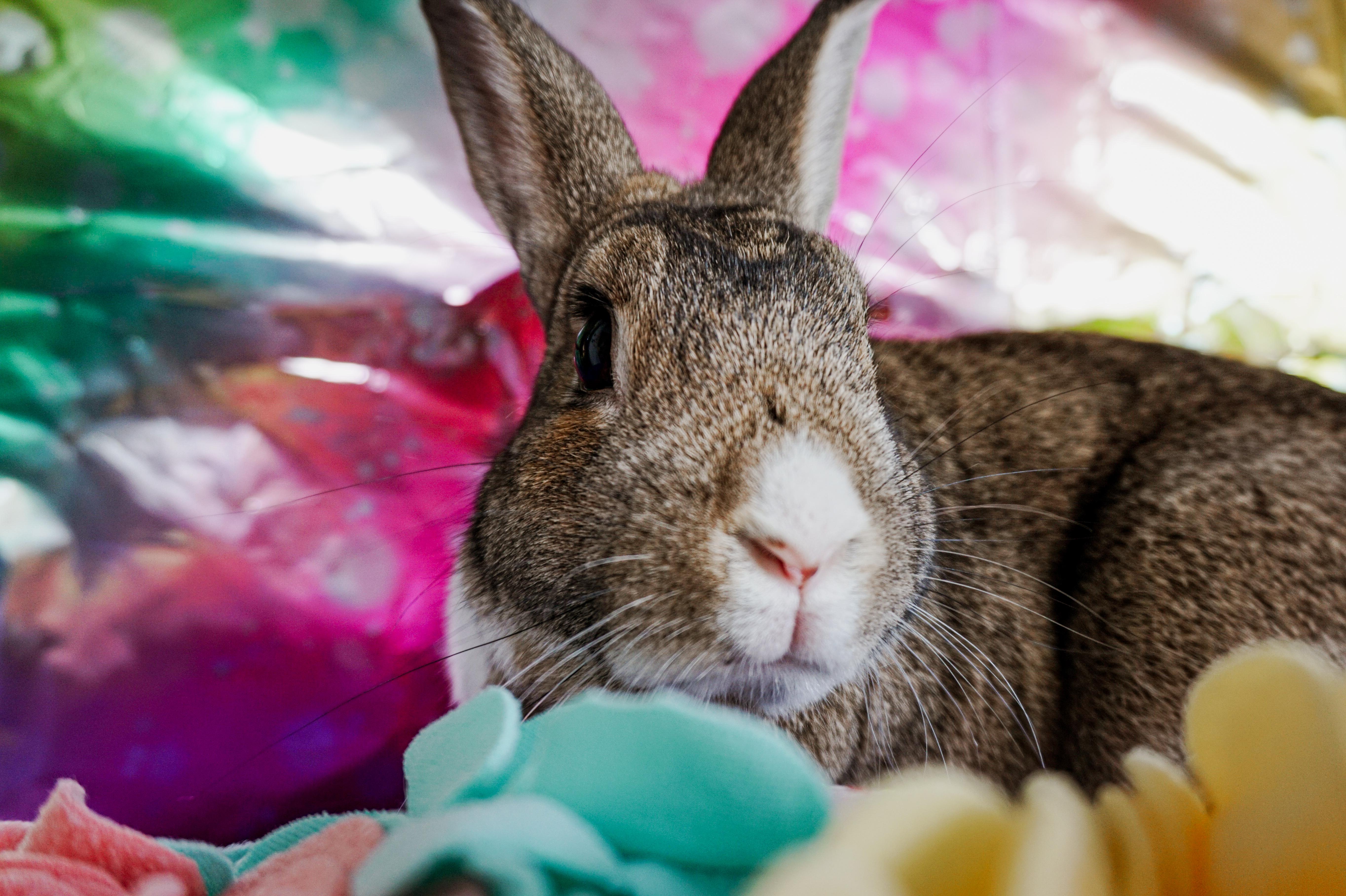 Enlarge Woody, a ADOPTABLE Bunny Rabbit in Long Beach, CA image 4/4