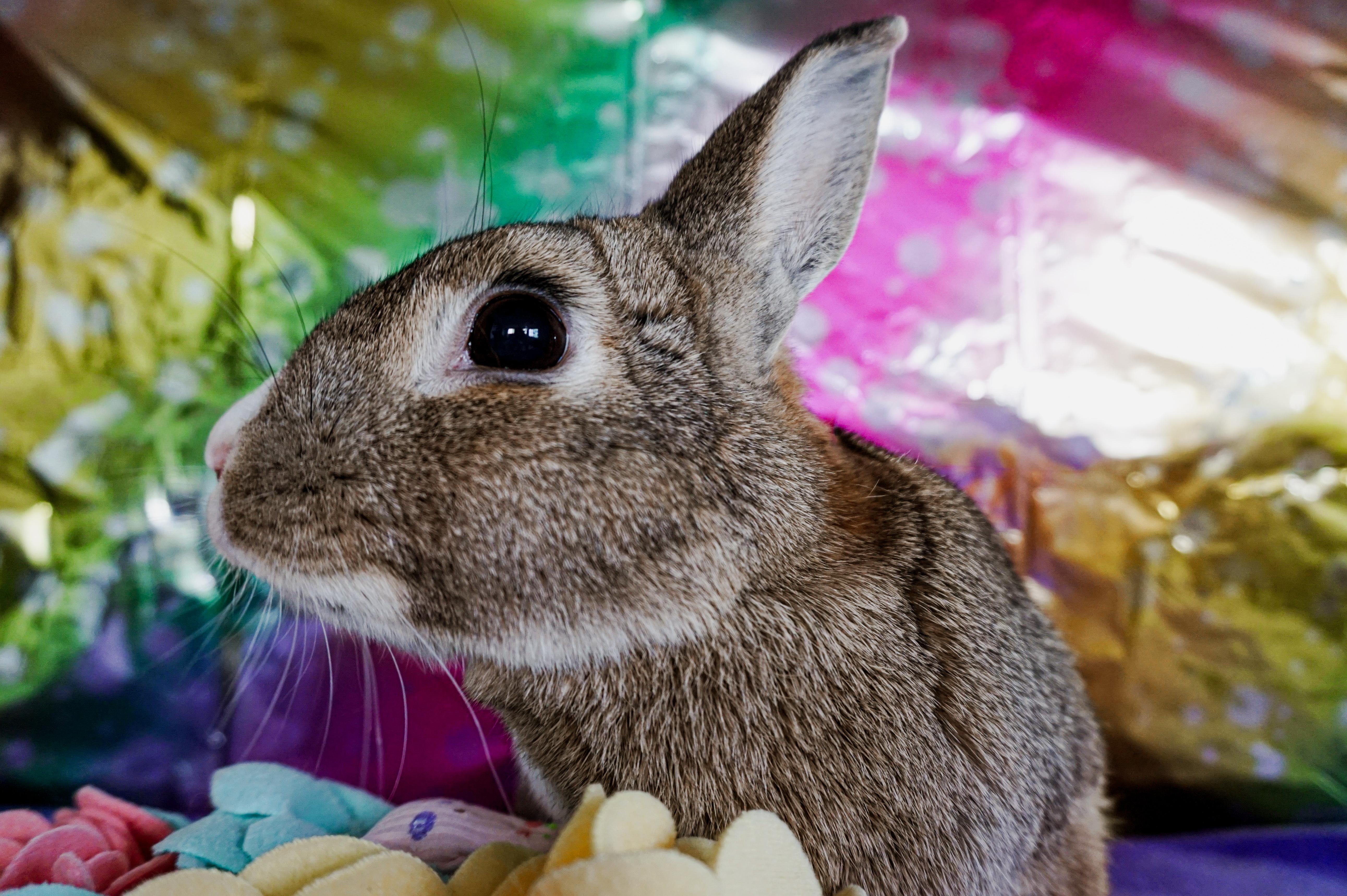 Enlarge Woody, a ADOPTABLE Bunny Rabbit in Long Beach, CA image 3/4
