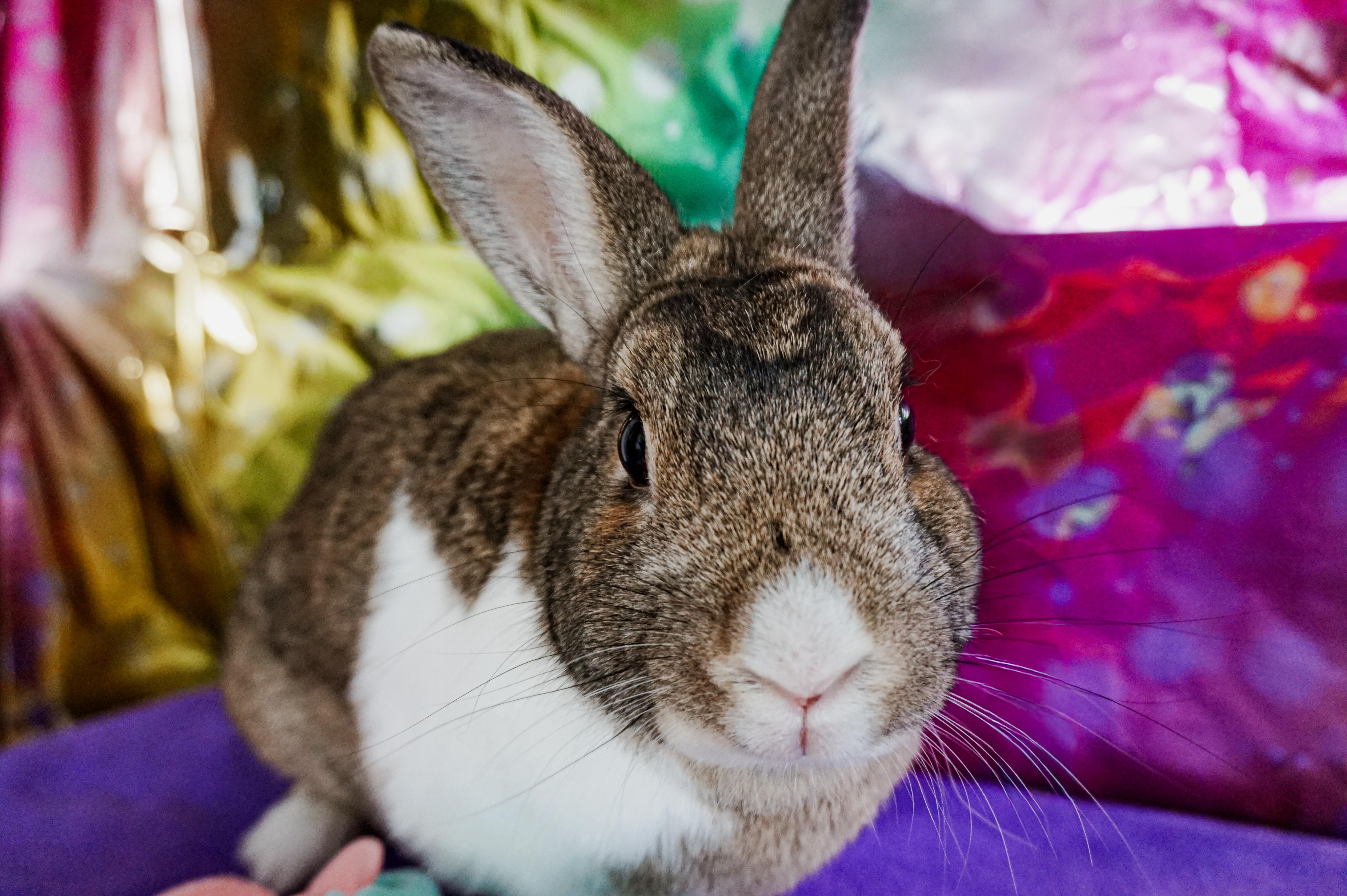 Enlarge Woody, a ADOPTABLE Bunny Rabbit in Long Beach, CA image 2/4