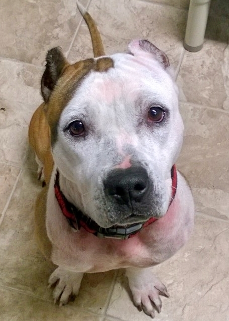 MaryAnne, Adoptable, Senior Female American Staffordshire Terrier & Labrador Retriever.
