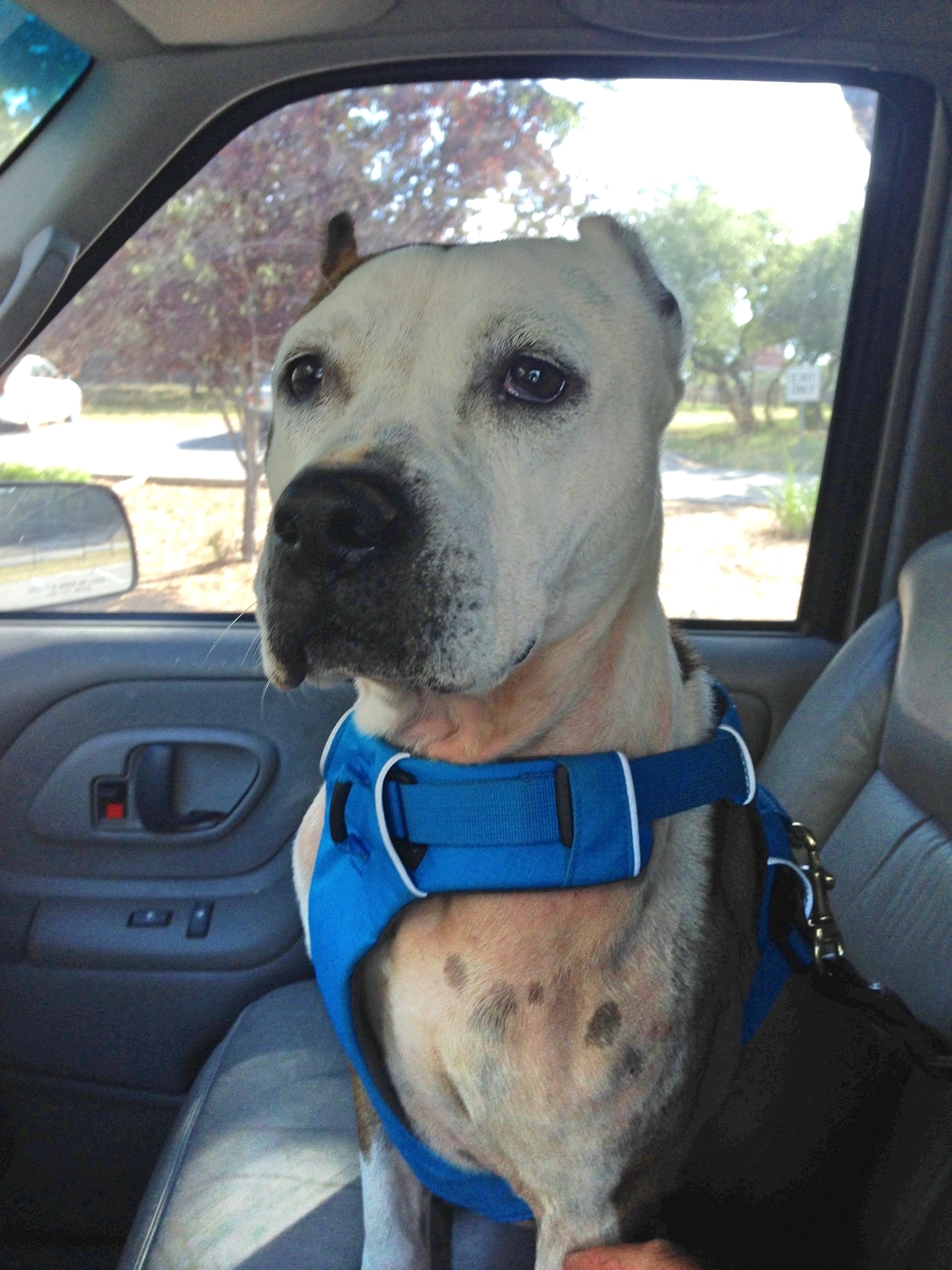 Enlarge MaryAnne, a Adoptable mixed breed in Bergheim, TX image 2/8