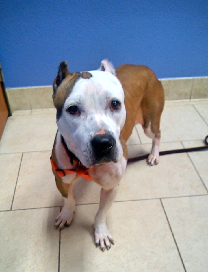 Enlarge MaryAnne, a Adoptable mixed breed in Bergheim, TX image 3/8