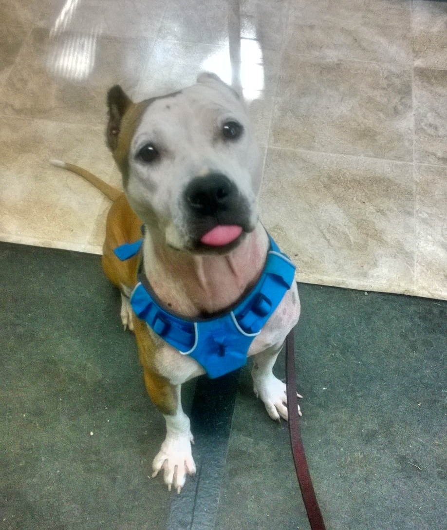 Enlarge MaryAnne, a Adoptable mixed breed in Bergheim, TX image 4/8