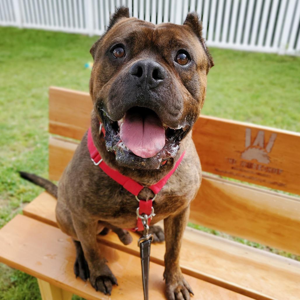 Enlarge Sully, a Adoptable Mixed Breed in Fredericksburg, VA image 2/6