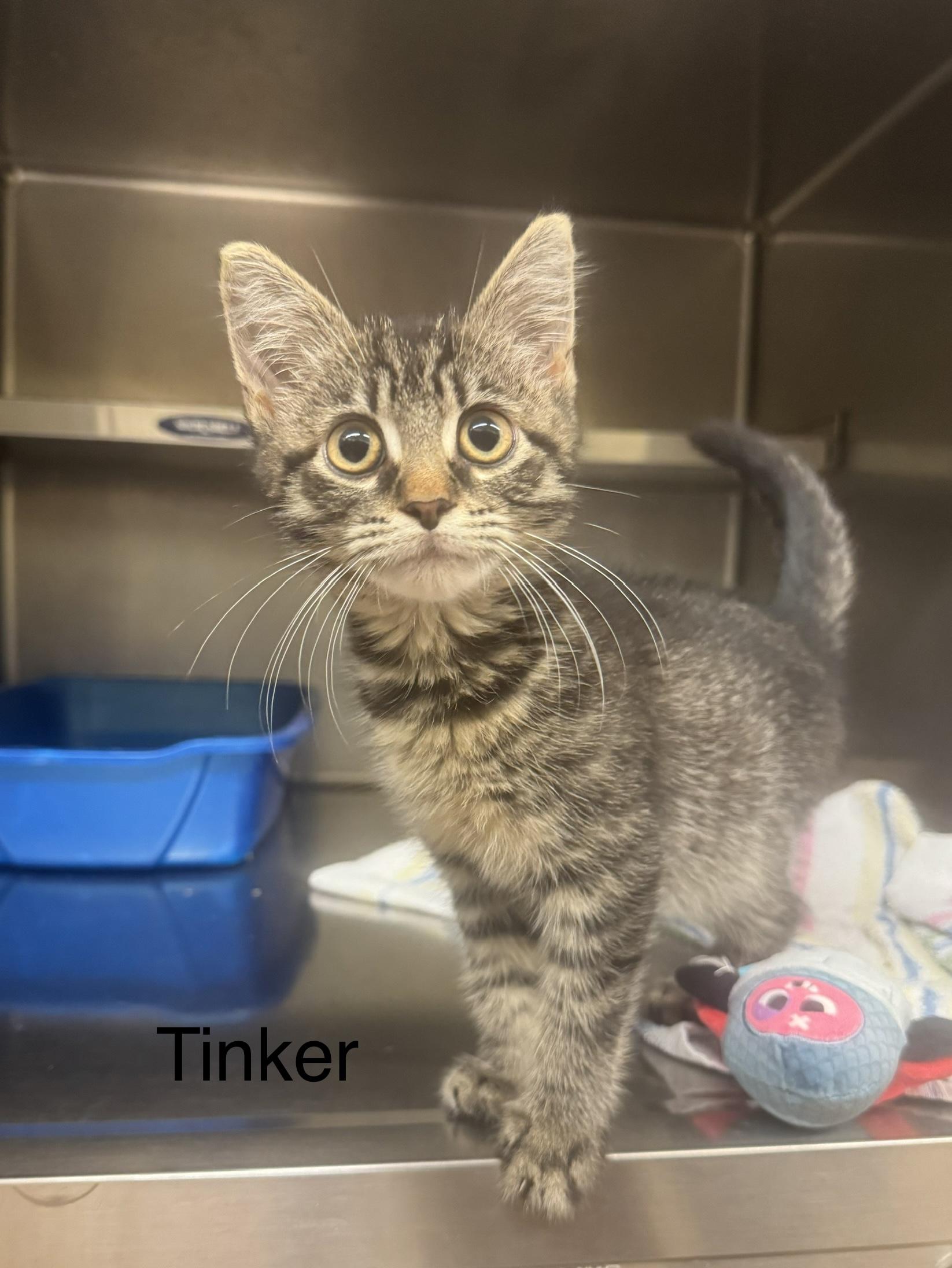 Enlarge Tinker, a Adoptable Domestic Short Hair in Ulster, PA image 1/1