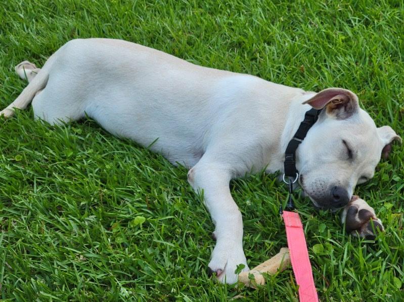 Wendy is adopted, an adoptable mixed breed in South Portland, ME image 4/6