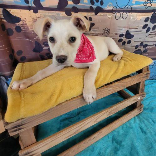 Wendy is pending!, an adoptable mixed breed in South Portland, ME image 5/6