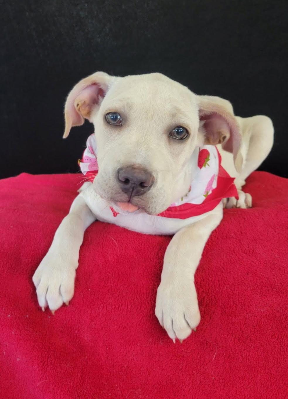 Wendy is pending!, adoptable, Puppy Female Mixed Breed & Terrier.