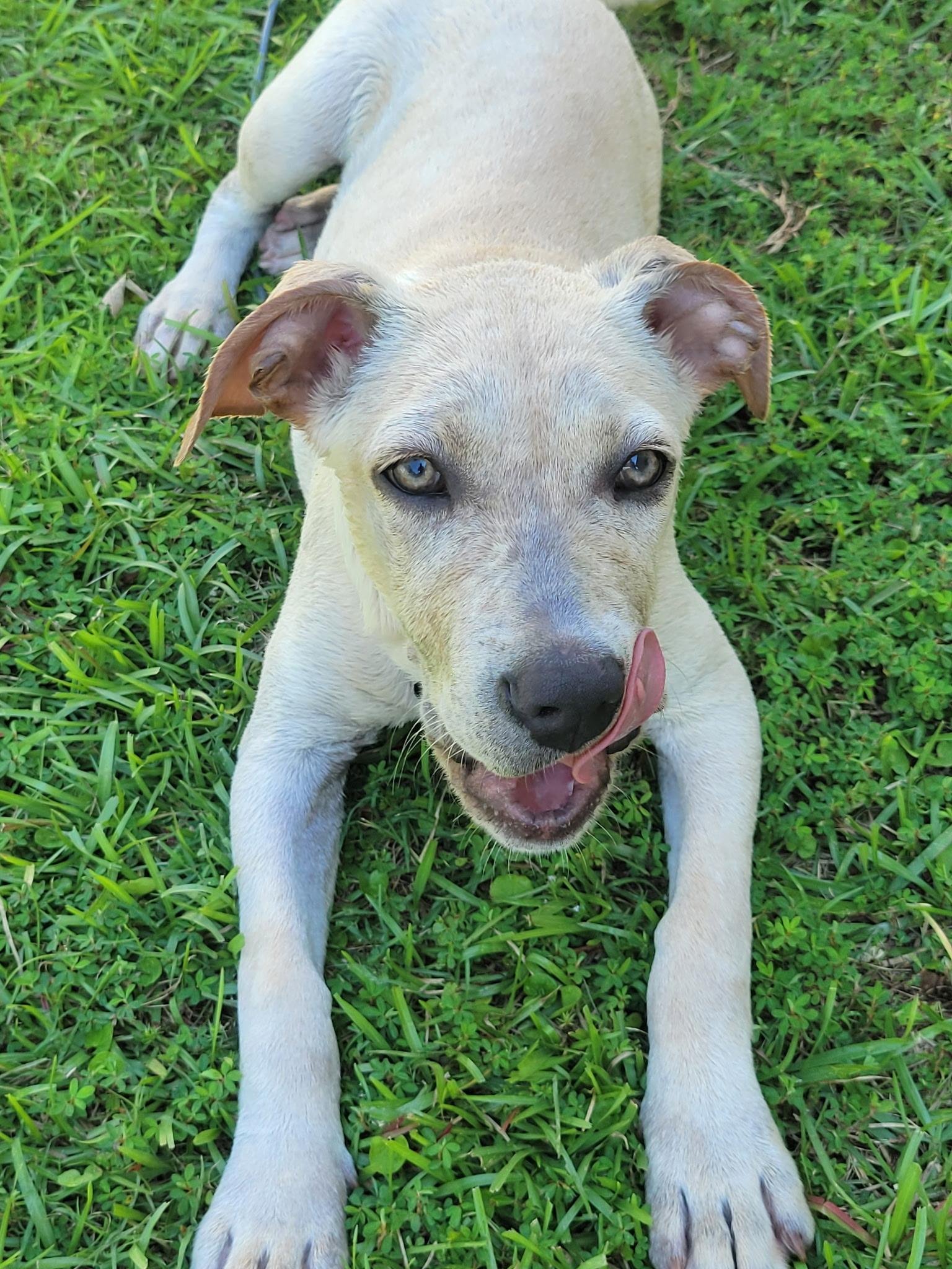 Wendy is adopted, adoptable, Puppy Female Mixed Breed & Terrier.