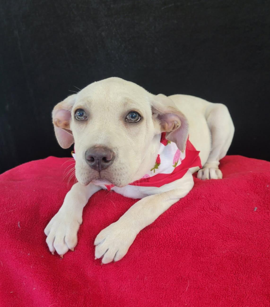 Wendy is pending!, an adoptable mixed breed in South Portland, ME image 6/6