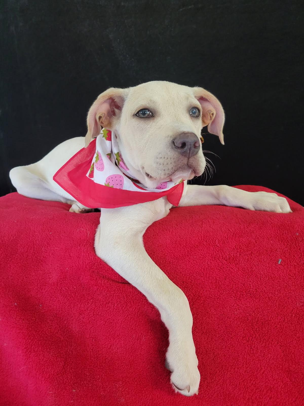 Wendy is pending!, an adoptable mixed breed in South Portland, ME image 2/6