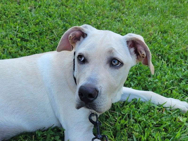 Wendy is adopted, an adoptable mixed breed in South Portland, ME image 2/6