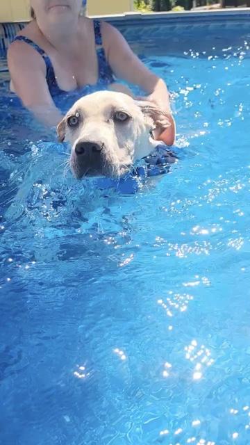 Wendy is adopted, an adoptable mixed breed in South Portland, ME image 6/6