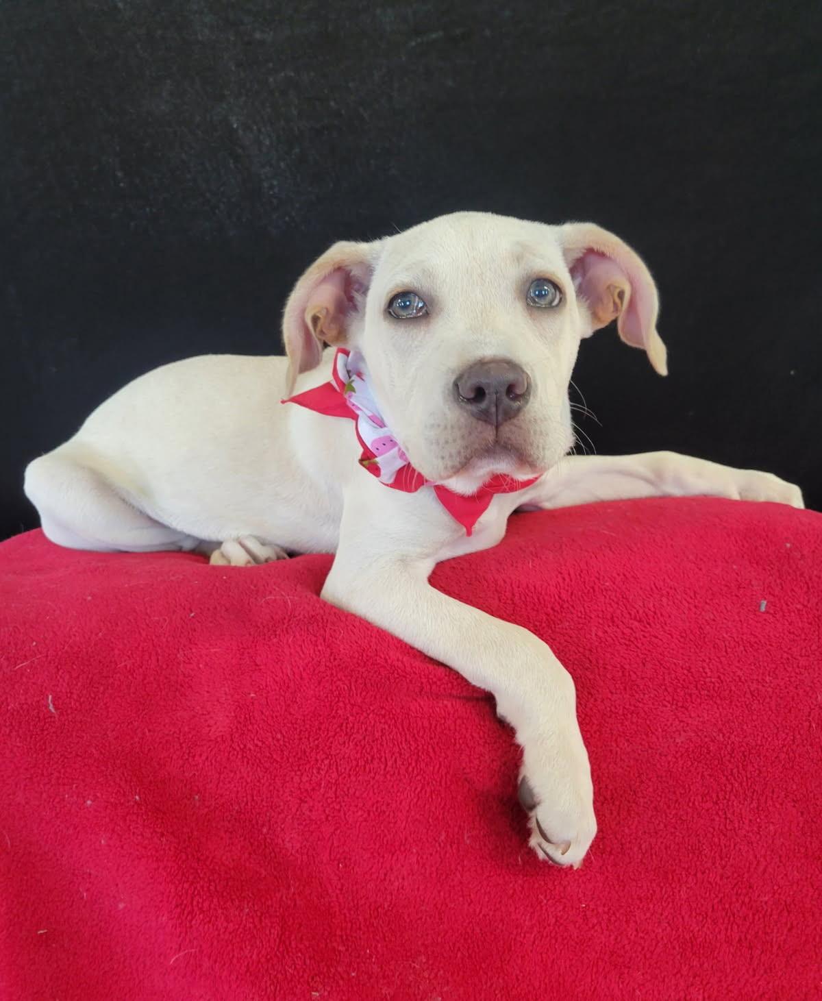 Wendy is pending!, an adoptable mixed breed in South Portland, ME image 4/6