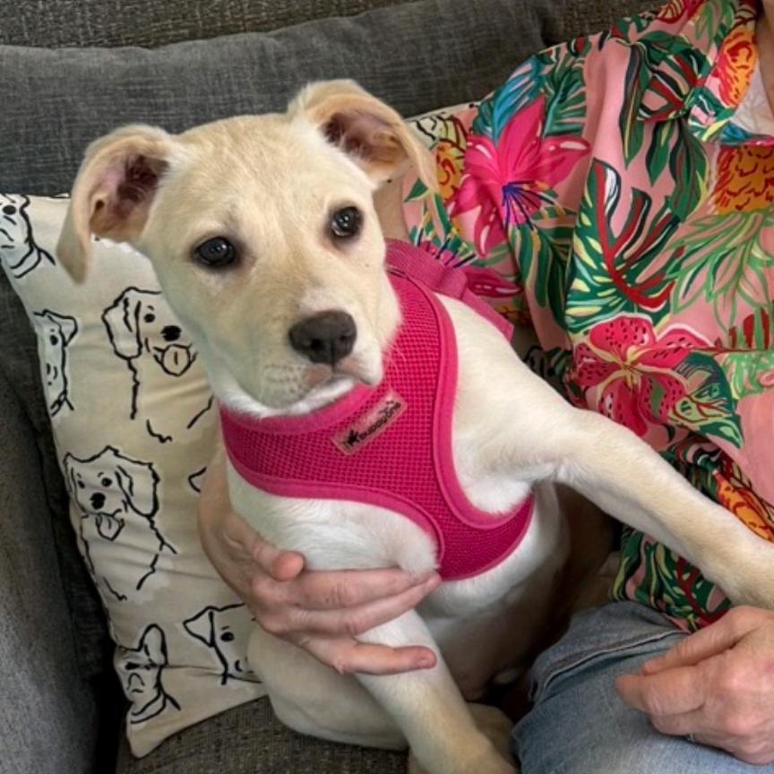 Wendy is pending!, an adoptable mixed breed in South Portland, ME image 3/6