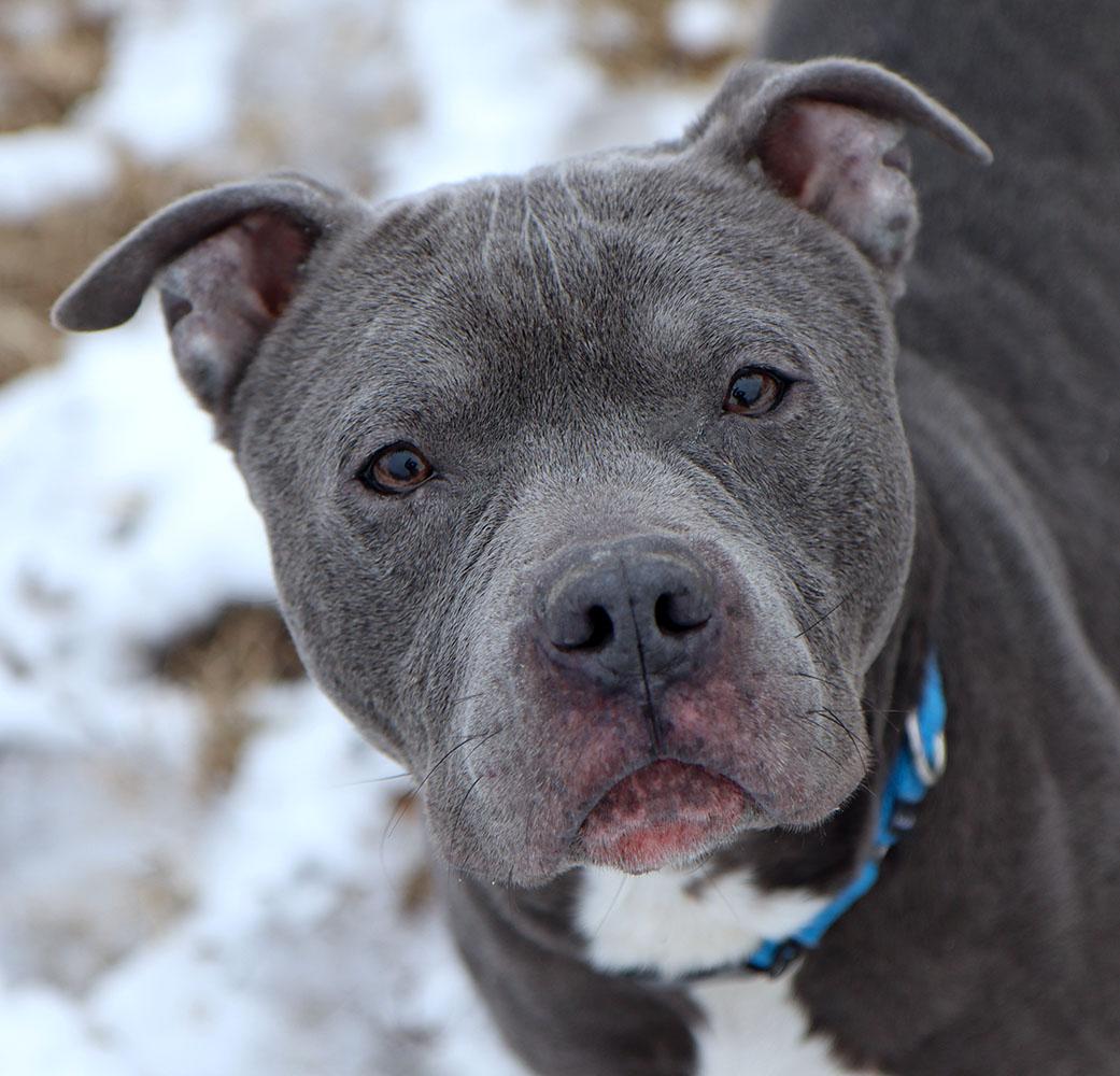 Enlarge Xander (AO35352), an adoptable mixed breed in Kansas City, KS image 1/6