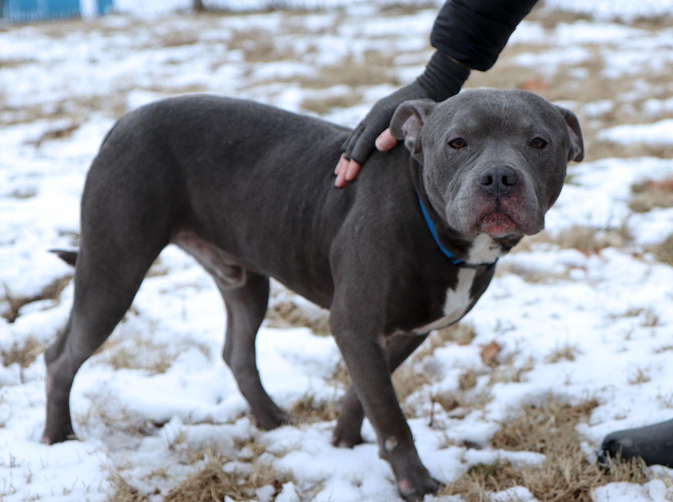 Enlarge Xander (AO35352), an adoptable mixed breed in Kansas City, KS image 2/6