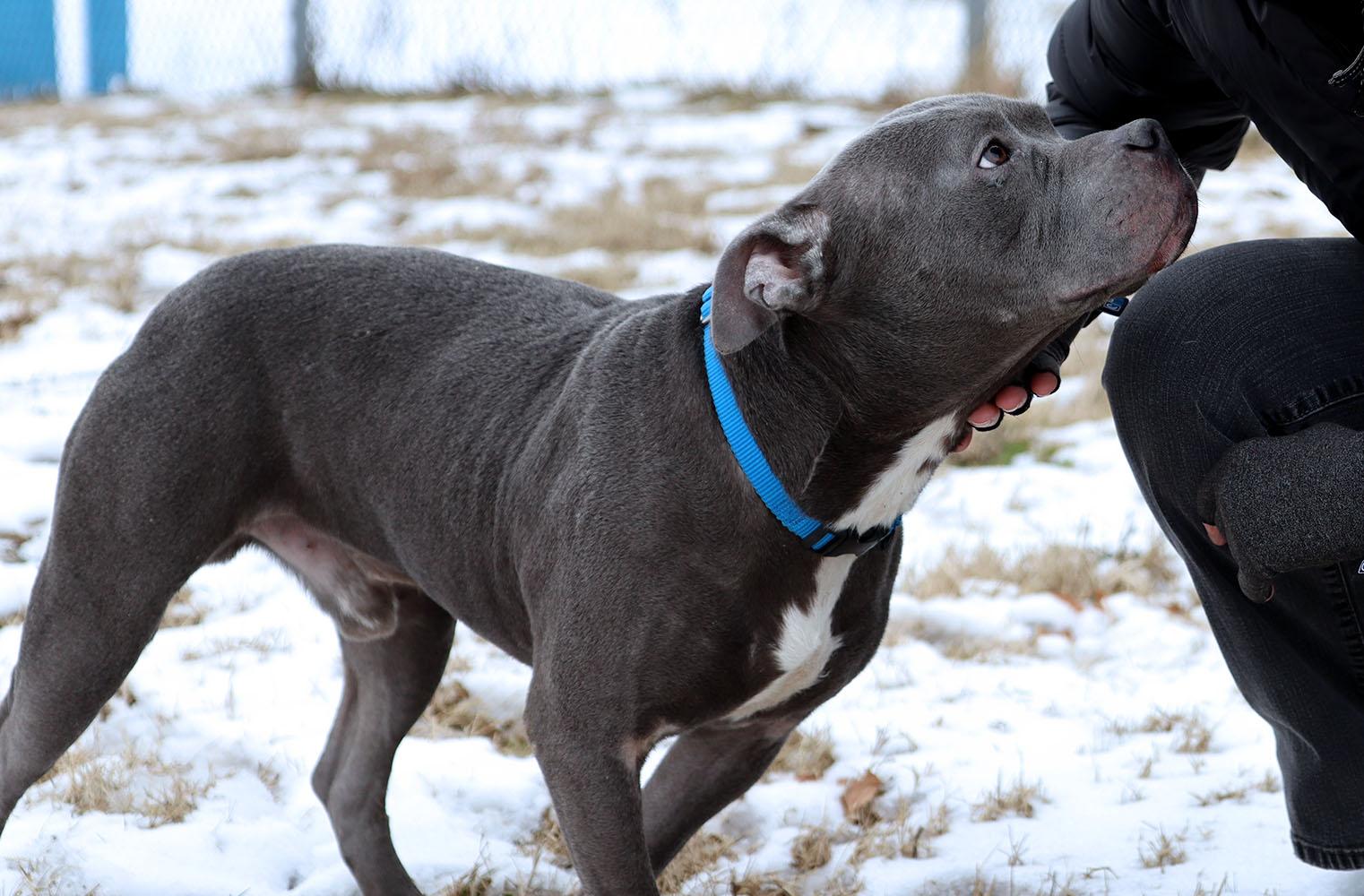 Enlarge Xander (AO35352), an adoptable mixed breed in Kansas City, KS image 3/6