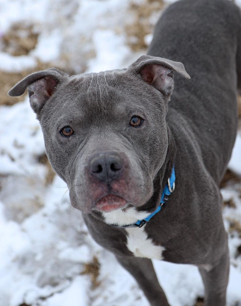 Enlarge Xander (AO35352), an adoptable mixed breed in Kansas City, KS image 5/6