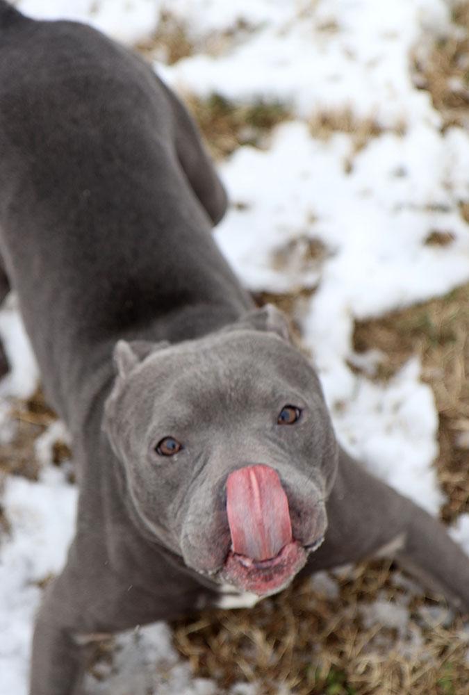 Enlarge Xander (AO35352), an adoptable mixed breed in Kansas City, KS image 6/6