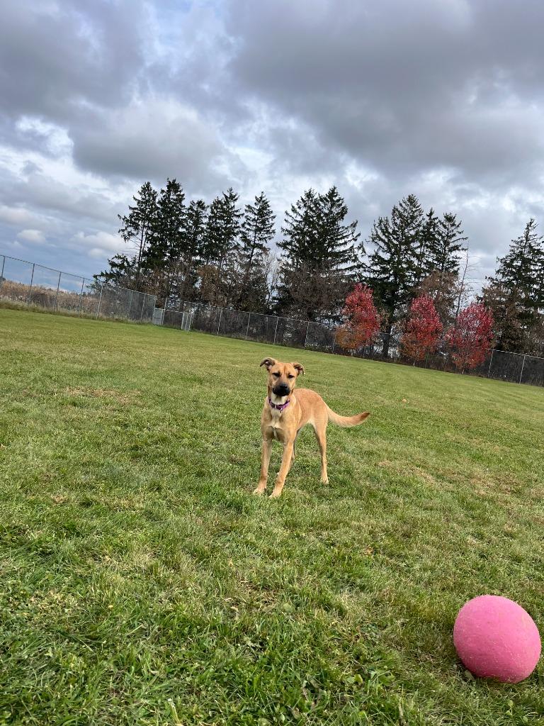 Ivy, Adoptable, Young Female German Shepherd Dog & Mixed Breed.