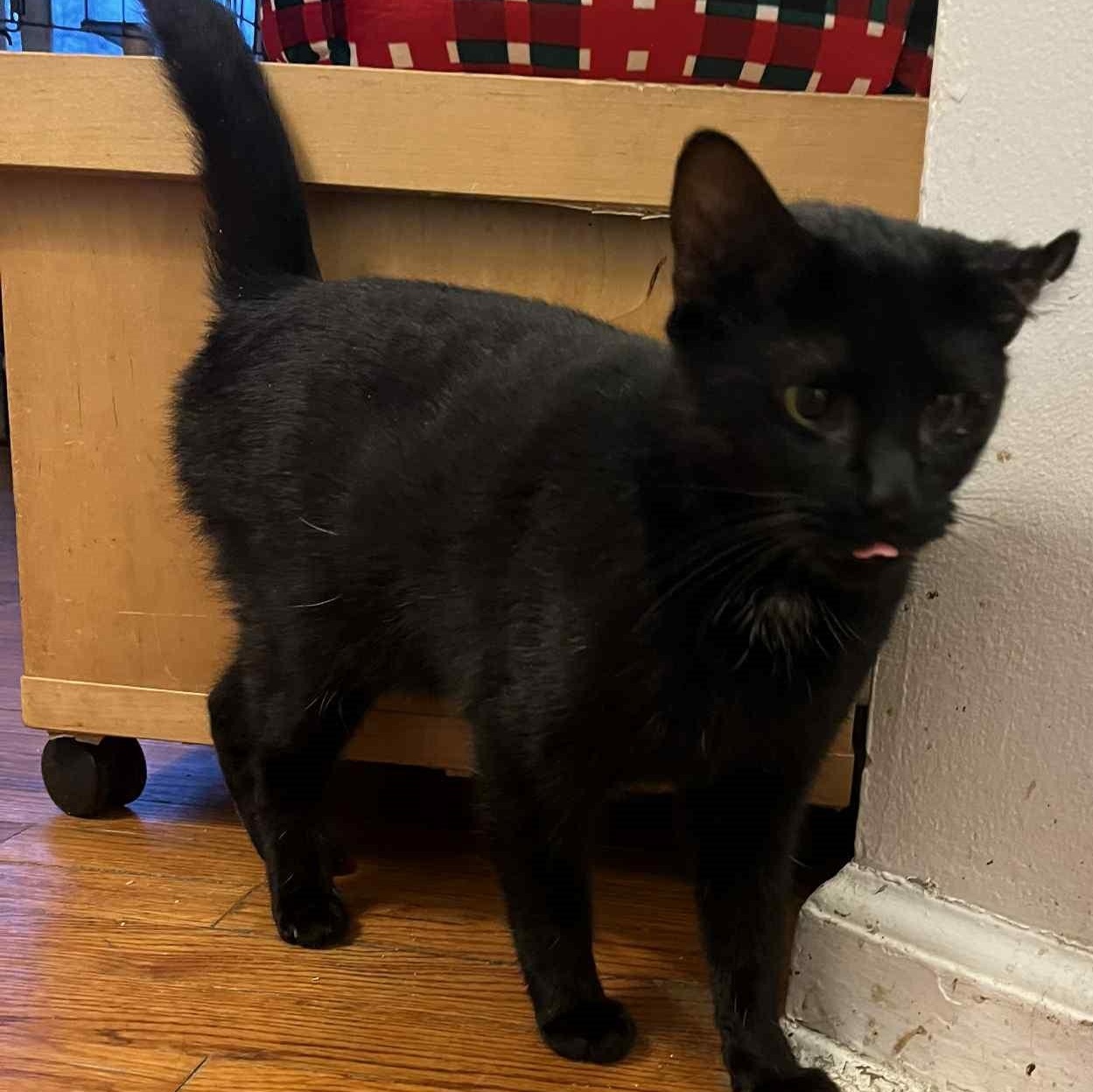 Addie (a true survivor!), ADOPTABLE, Young Female Domestic Short Hair.