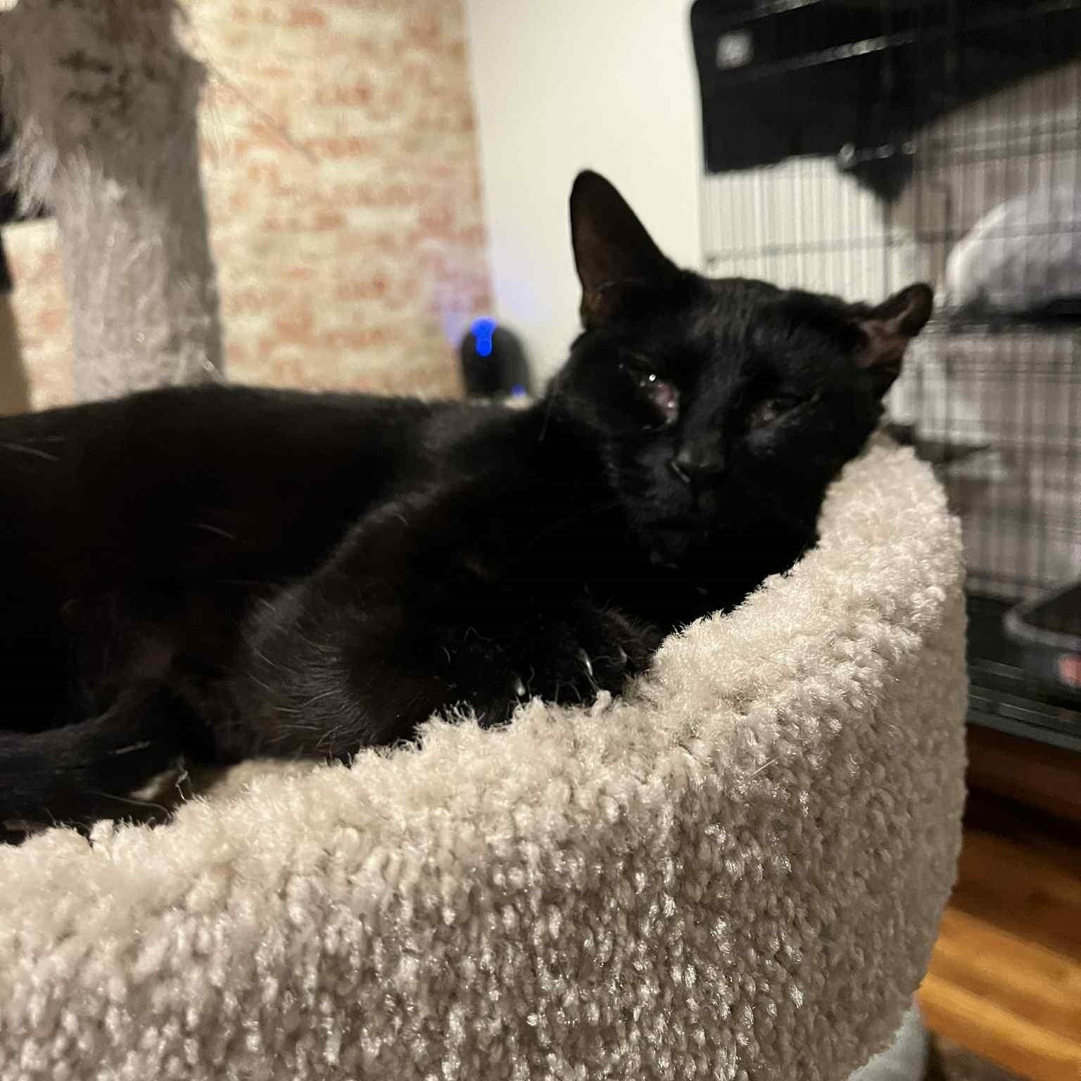Enlarge Addie (a true survivor!), a ADOPTABLE Domestic Short Hair in Huntington, NY image 3/4