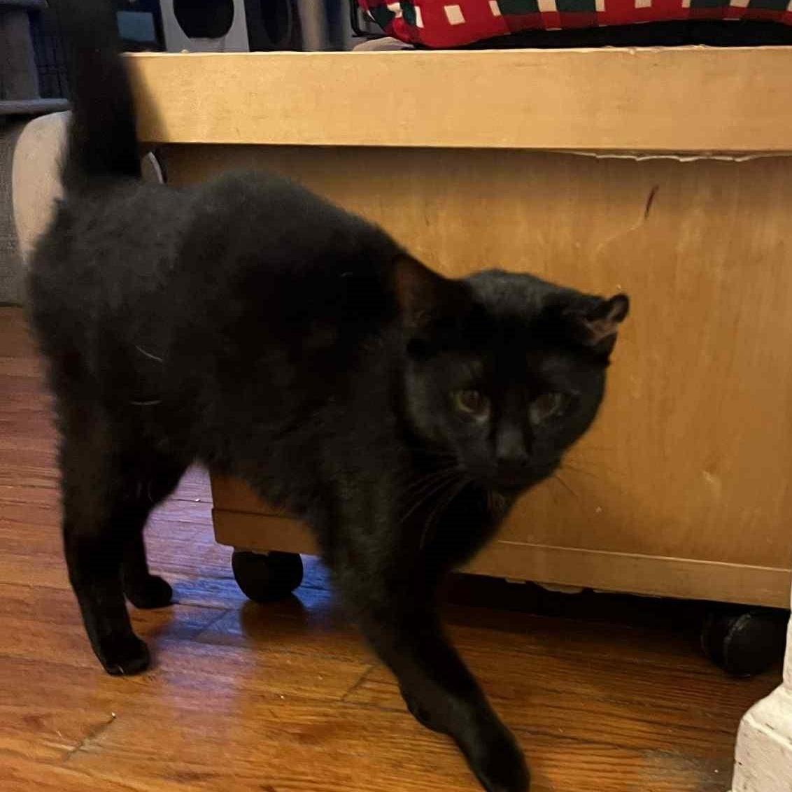 Enlarge Addie (a true survivor!), a ADOPTABLE Domestic Short Hair in Huntington, NY image 4/4