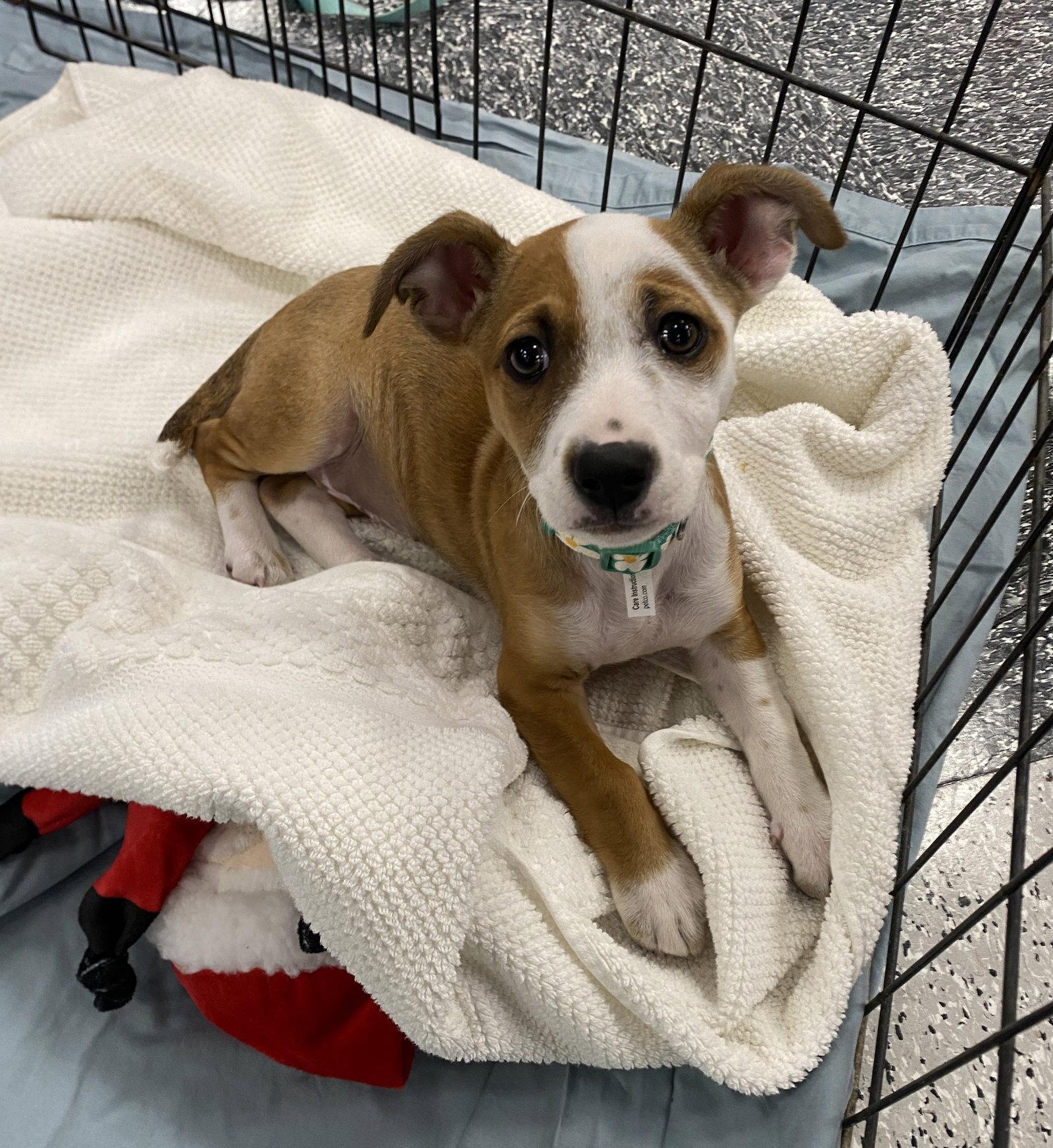 Cora, Adopted, Puppy Female Terrier.