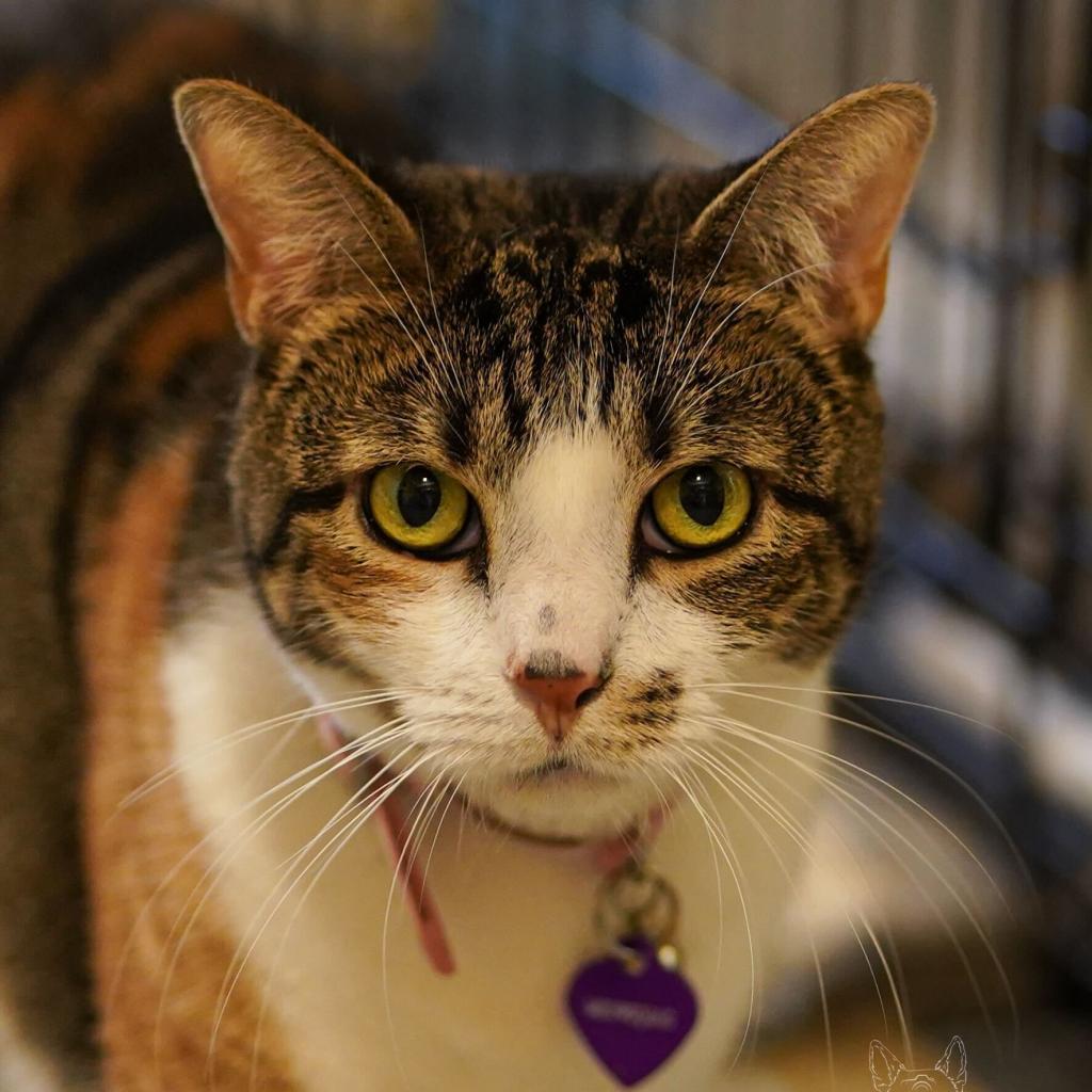Laney, Adoptable, Adult Female Domestic Short Hair.